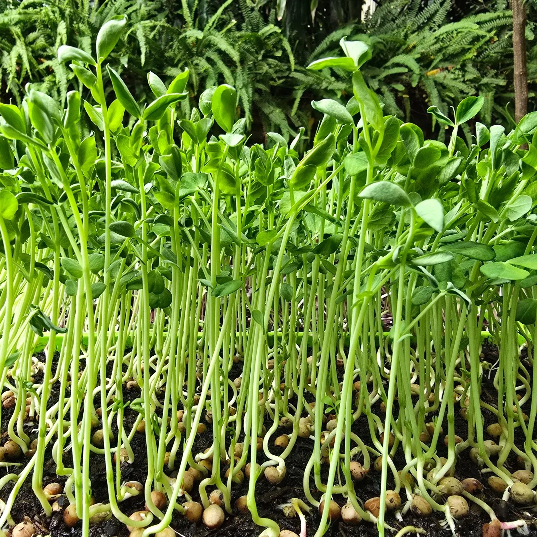 Ima+Greens+Pea+Shoot+Trays.jpg
