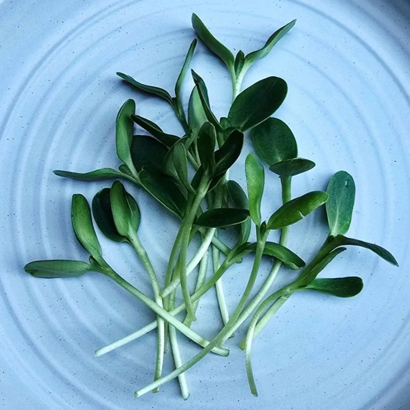Sunflower Microgreens