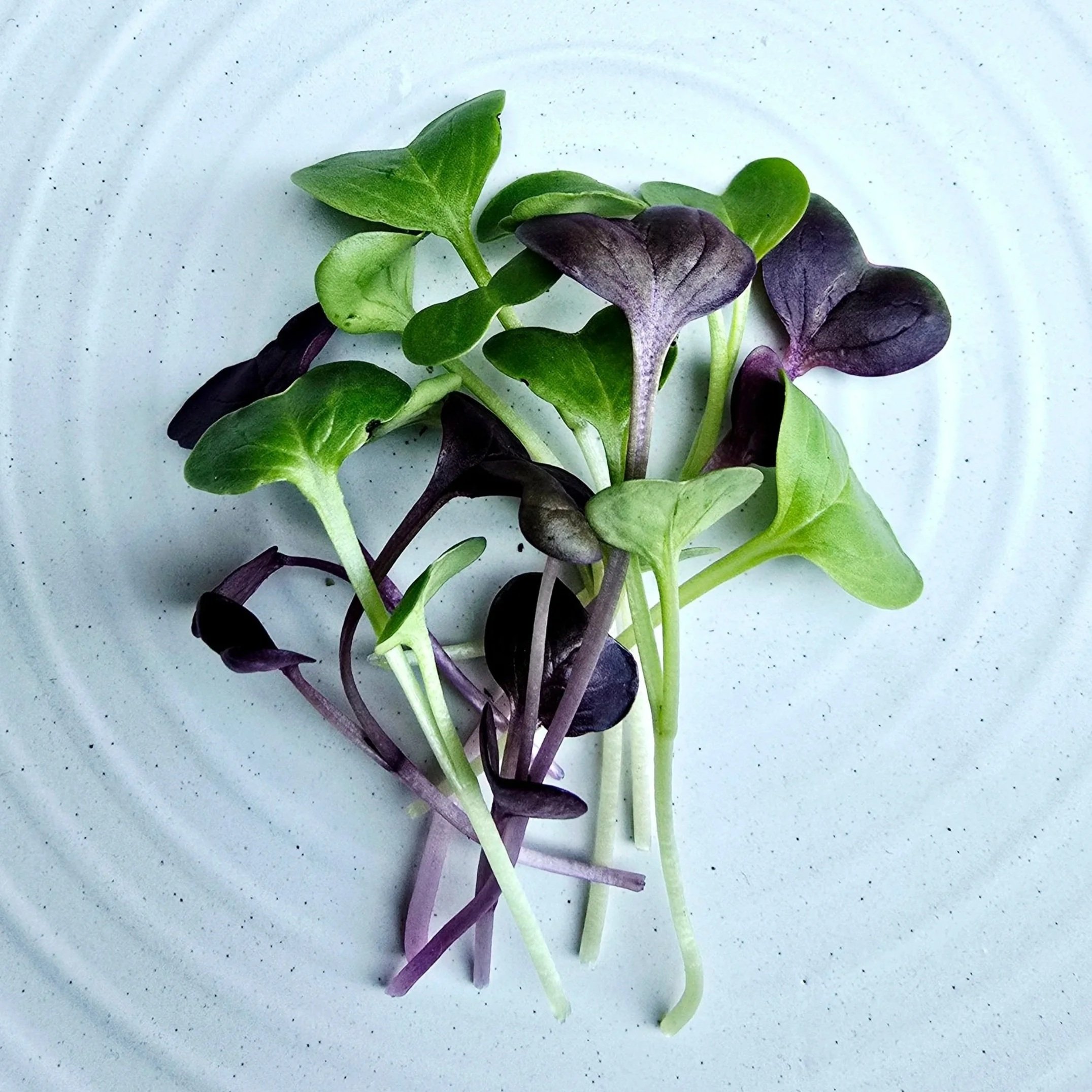 Rainbow Radish Microgreens