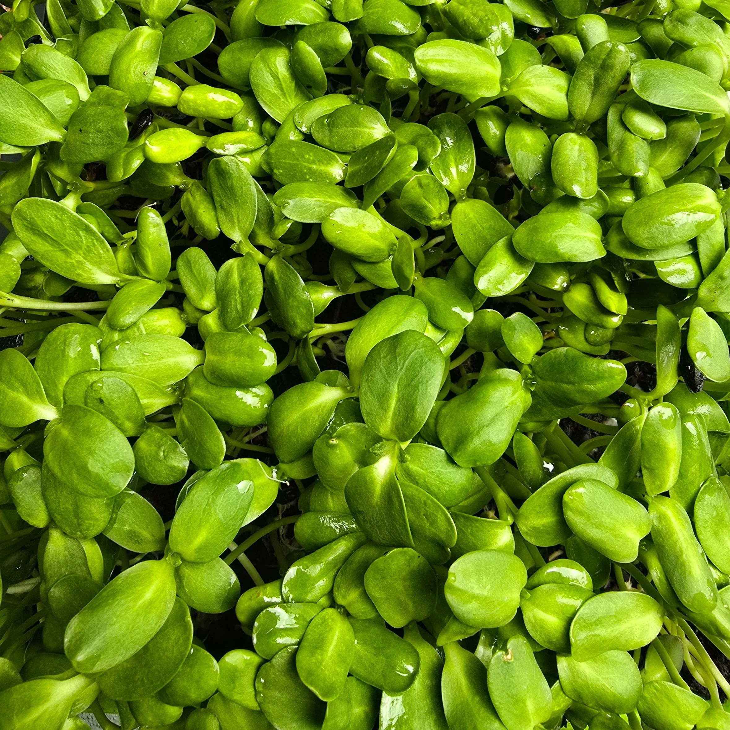 Ima+Greens+Sunflower+Tray.jpg