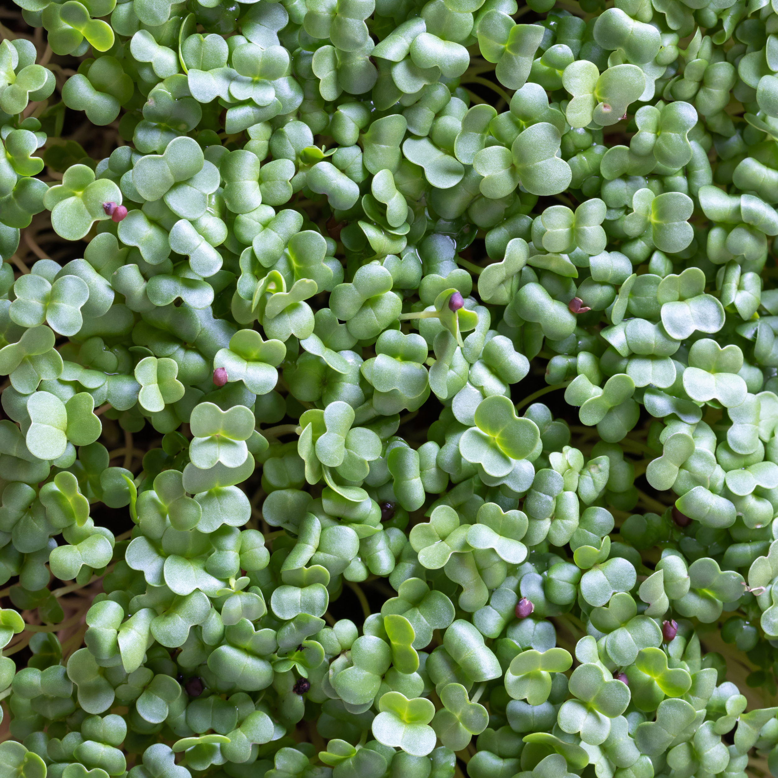 IMA GREENS BROCCOLI MICROGREENS.png