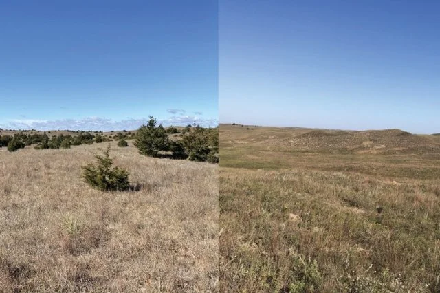 A split image showing two different landscapes: the left side features a grassy plain with scattered trees under a clear blue sky, and the right side shows a dryer, more barren grassland with fewer trees and rolling hills.