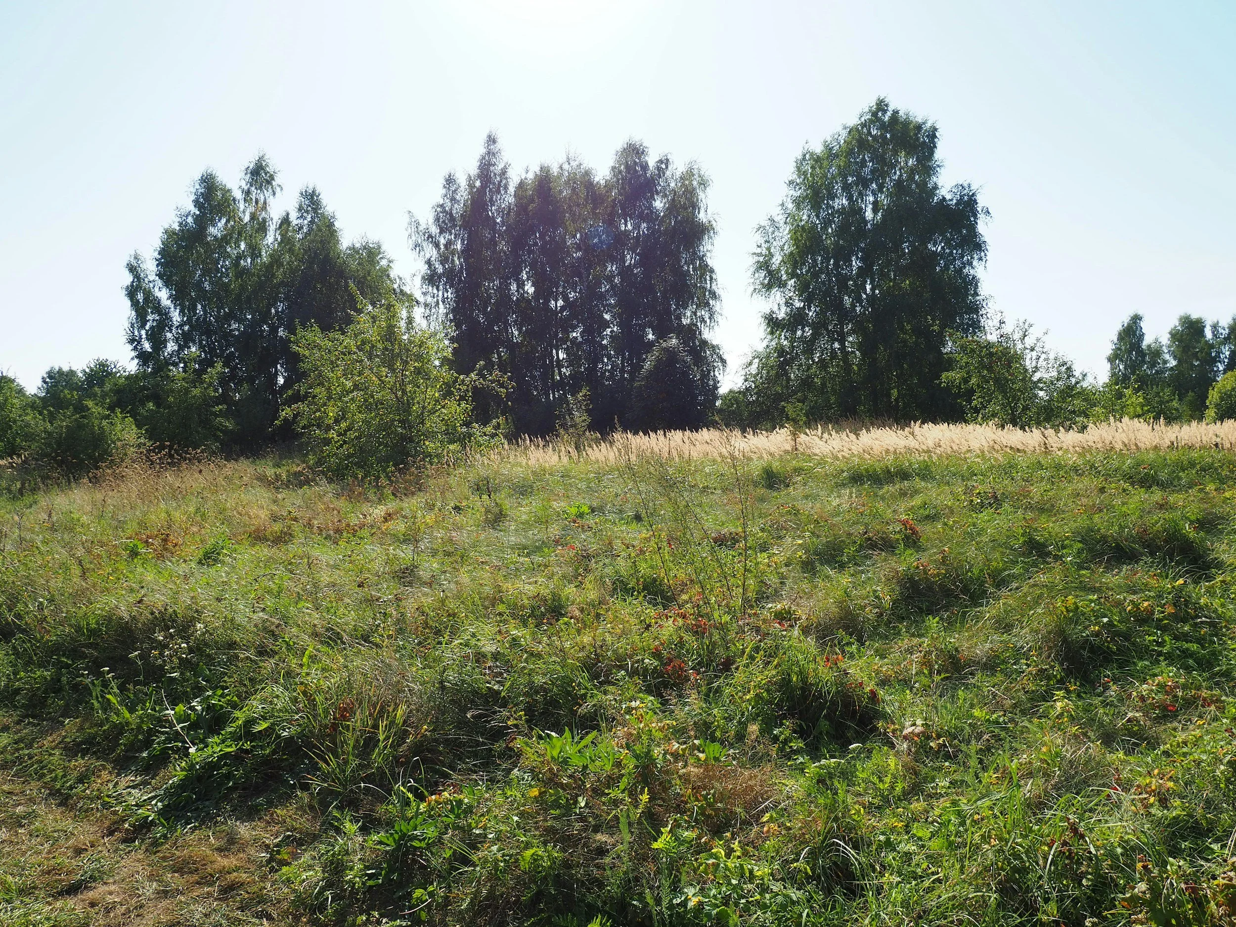 A grassy field with tall trees in the background, under a clear blue sky.
