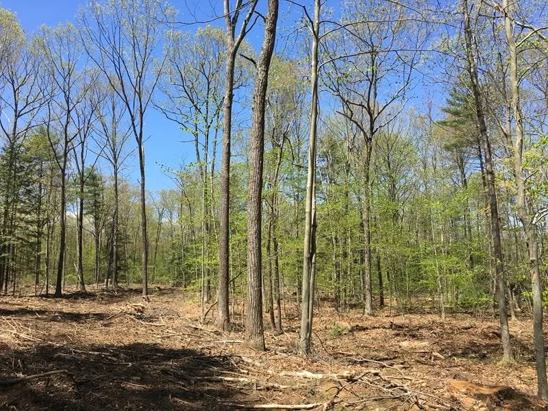 A wooded area with many trees, some with bare branches, under a clear blue sky.