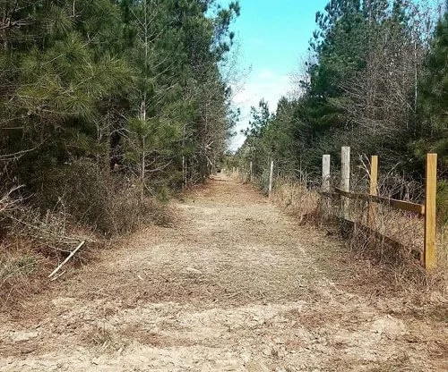A dirt path through a forest with trees on both sides, power poles along the right, and a clear blue sky.