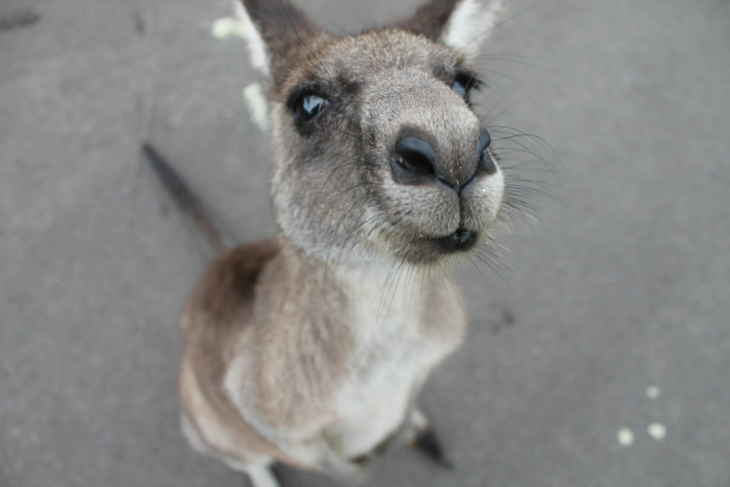 Close-up of a young kangaroo looking up at the camera with a blurred gray background.