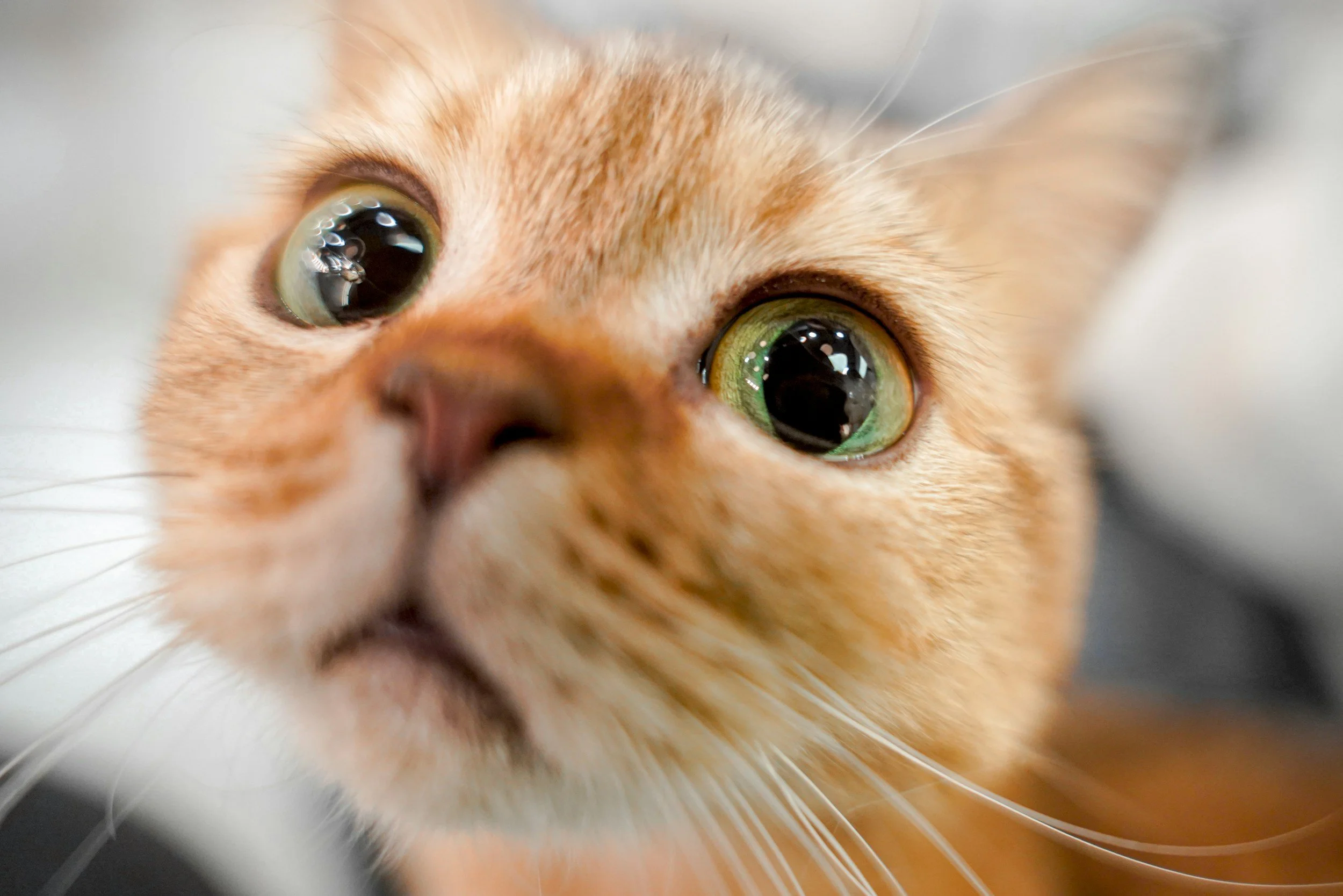 Close-up of an orange tabby cat's face with large green eyes, looking directly at the camera.