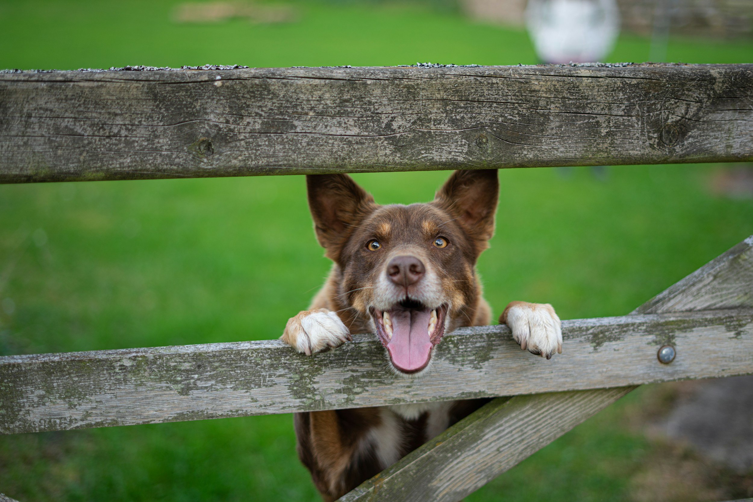 Brown and white dog with its tongue out, peeking through a wooden fence with a happy expression.