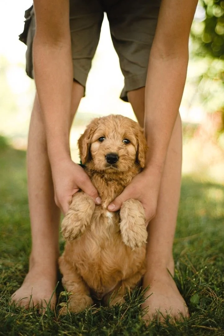 Puppy school