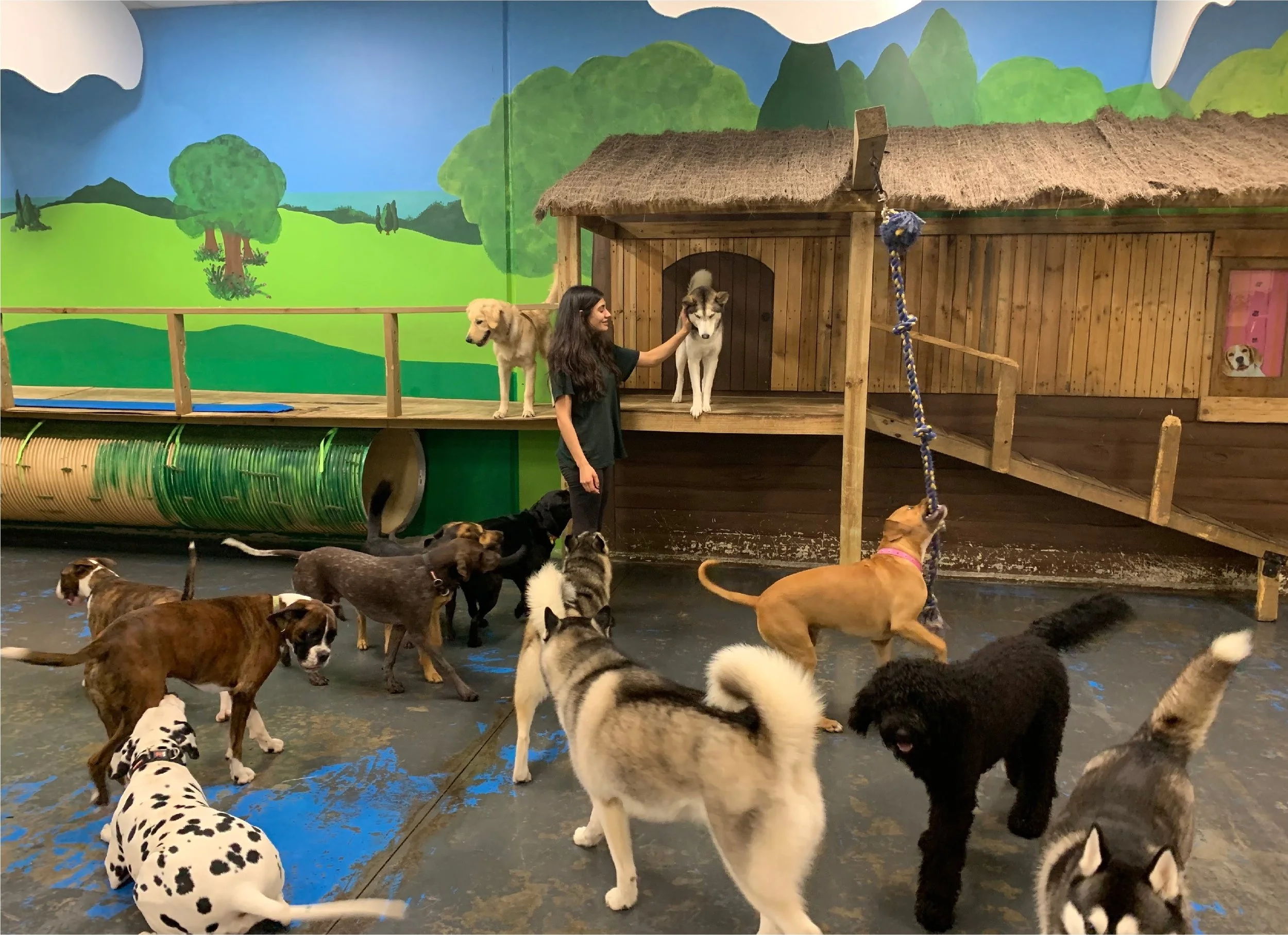 A woman petting a Siberian Husky in an indoor dog play area with a mural of green hills, trees, and blue sky on the wall. Multiple dogs of various breeds are playing and walking around on the floor.