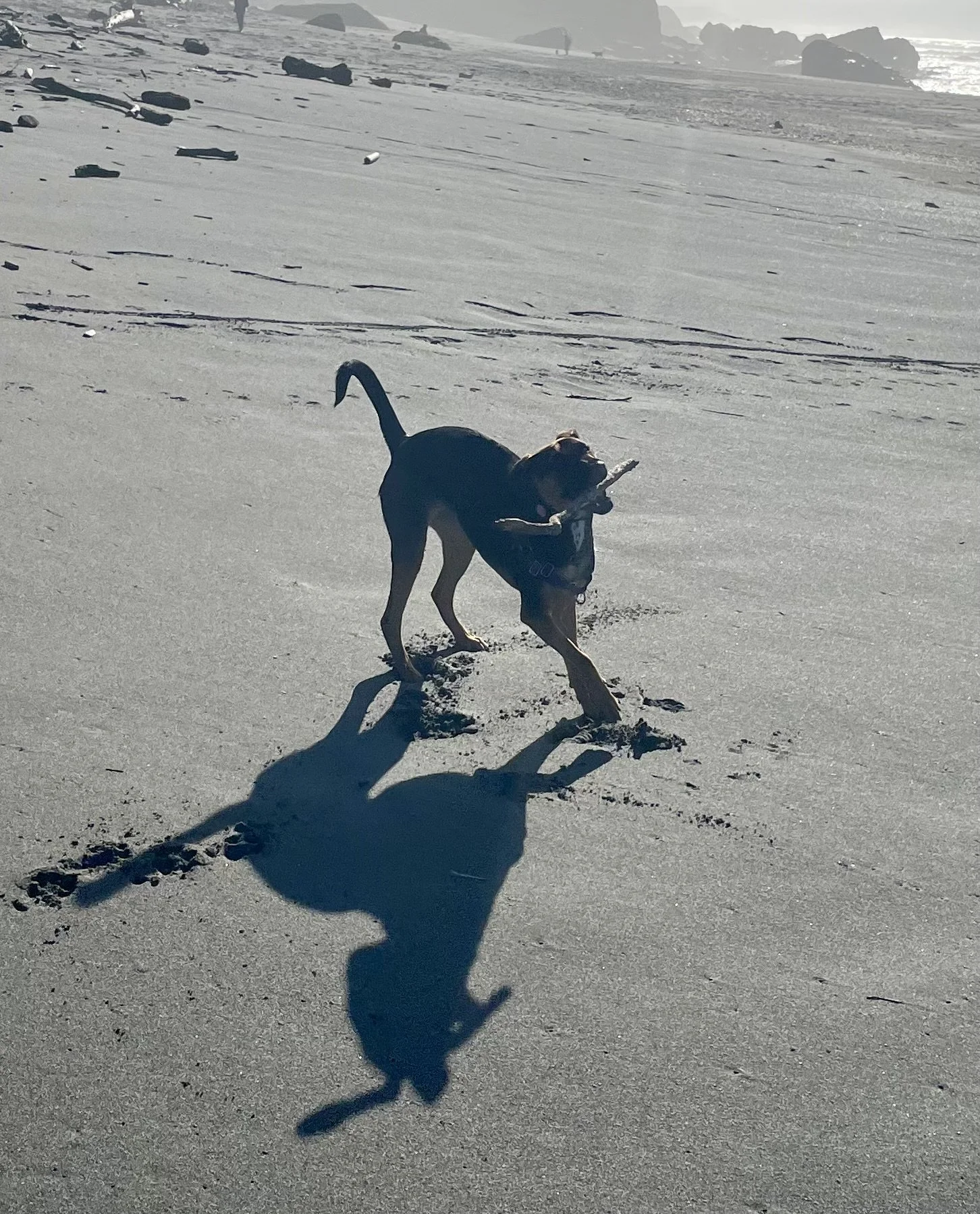 A german shephard with a top black coat and light brown on his legs and paws. He's carrying a 2 foot stick on a white sandy beach.