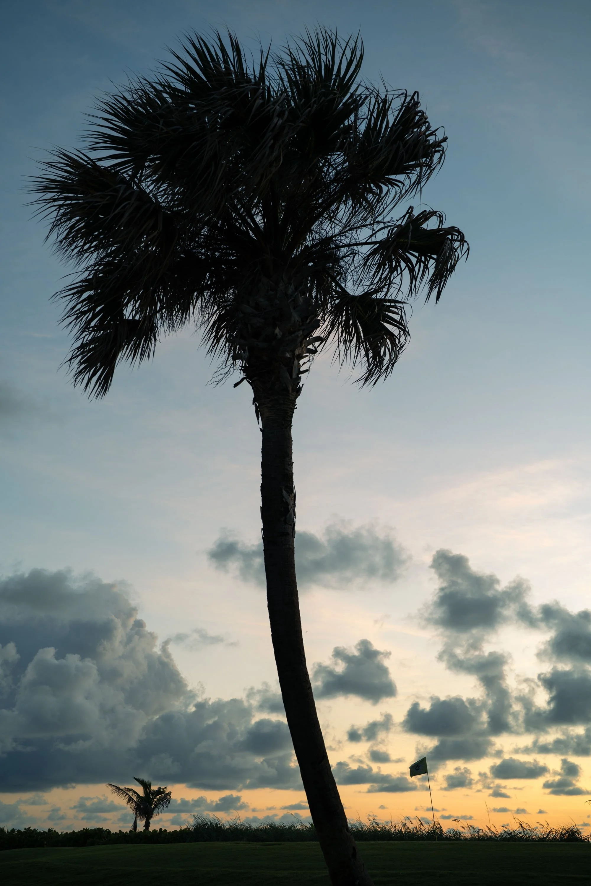 Silhouette of a tall palm tree against a sunrise sky with clouds and a golf flag in the background. Taken at Palm Beach Par 3 golf course.