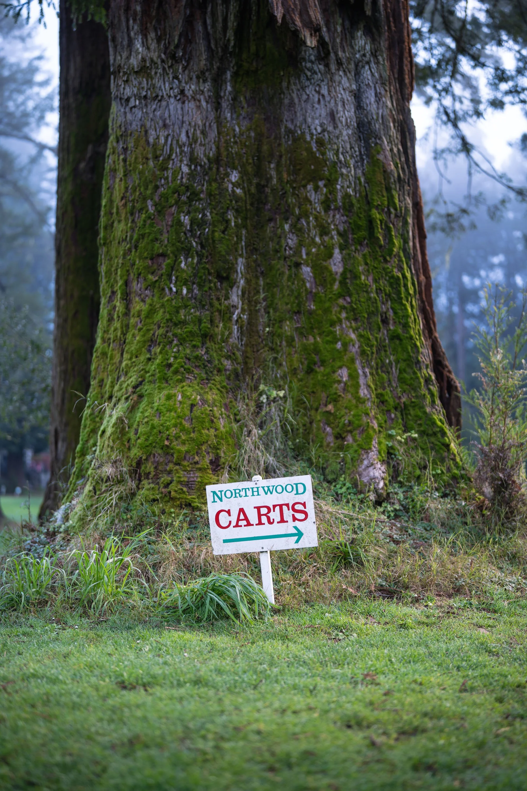Sign for Northwood Carts next to a large moss-covered Redwood tree in at Northwood Golf Club.
