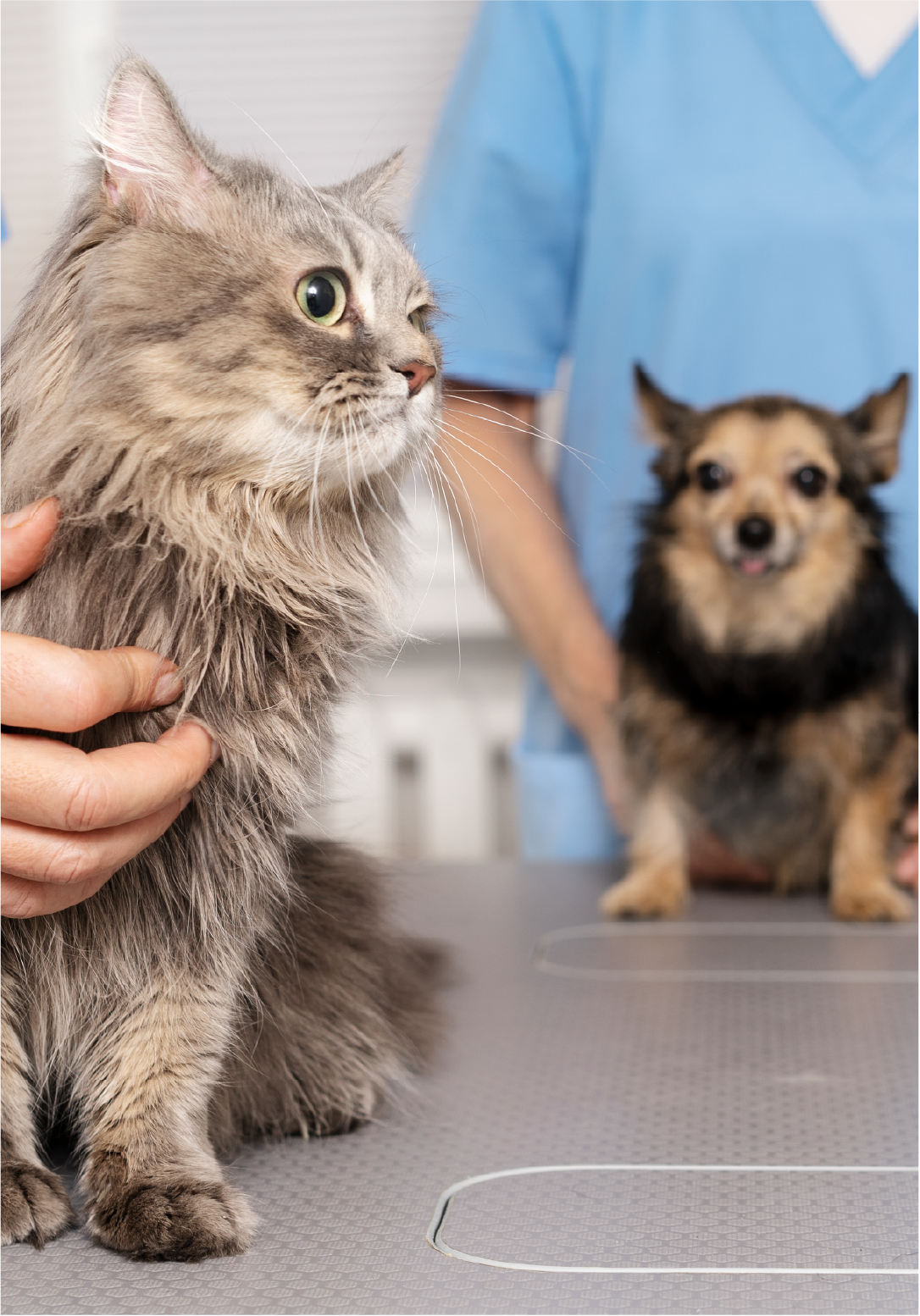 A person holding a large, fluffy gray cat with green eyes at a veterinary clinic, with a small dog in the background on an examination table.