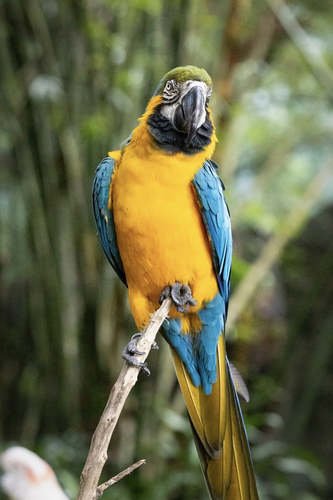 Colorful macaw perched on a branch in a lush green rainforest.