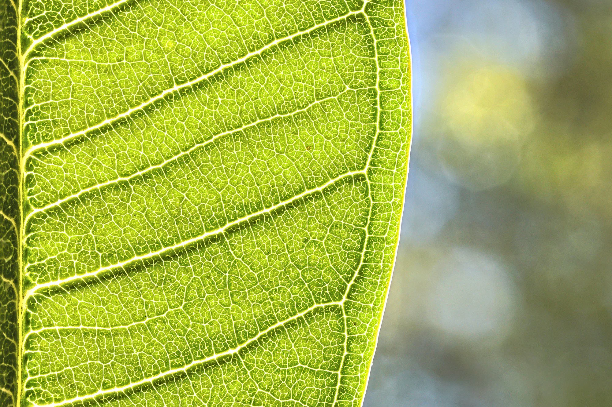 Close-up of a green leaf showing detailed vein structure against a blurred background.