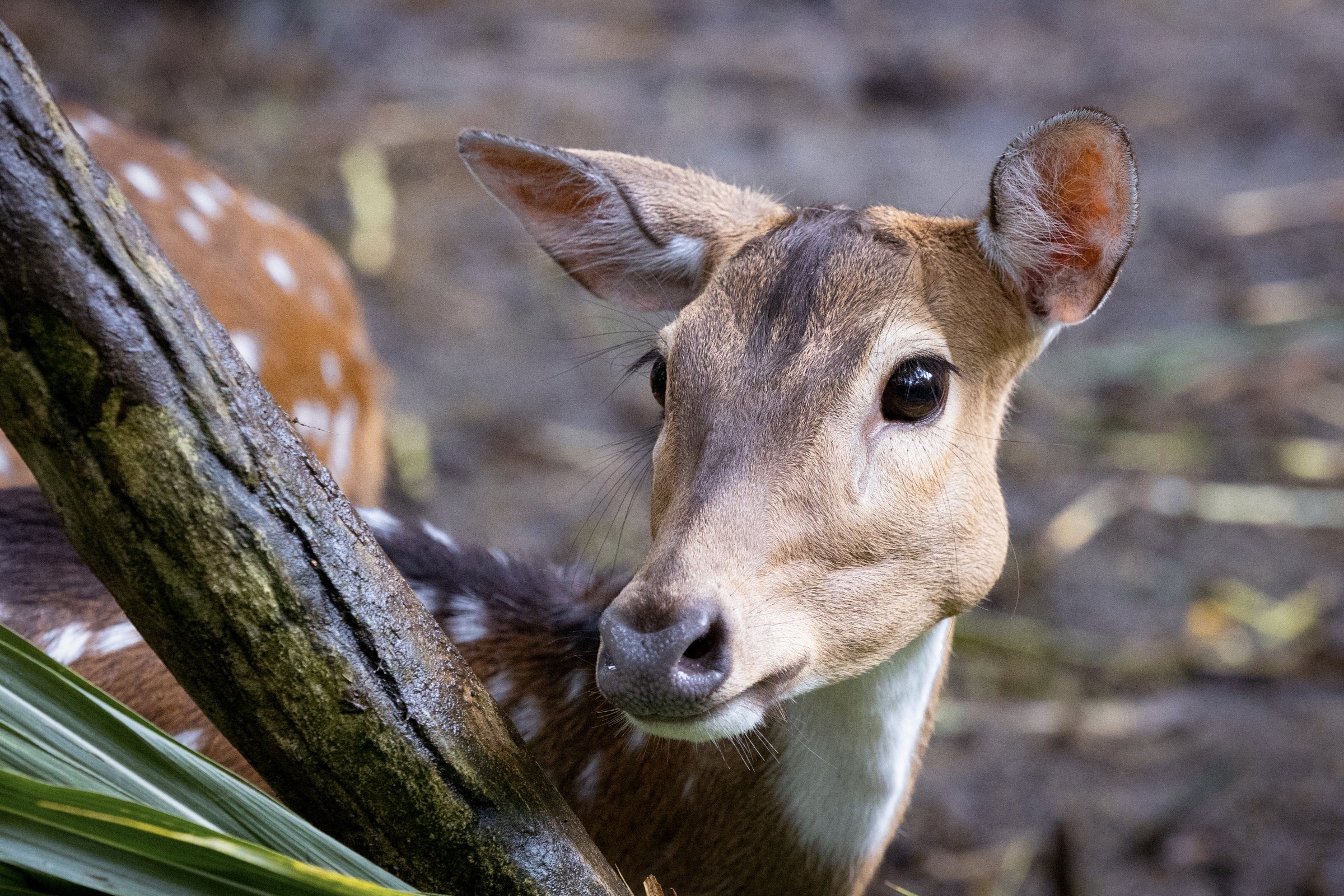 Close-up of a deer with large ears and brown fur, resting on the ground near a fallen tree branch.