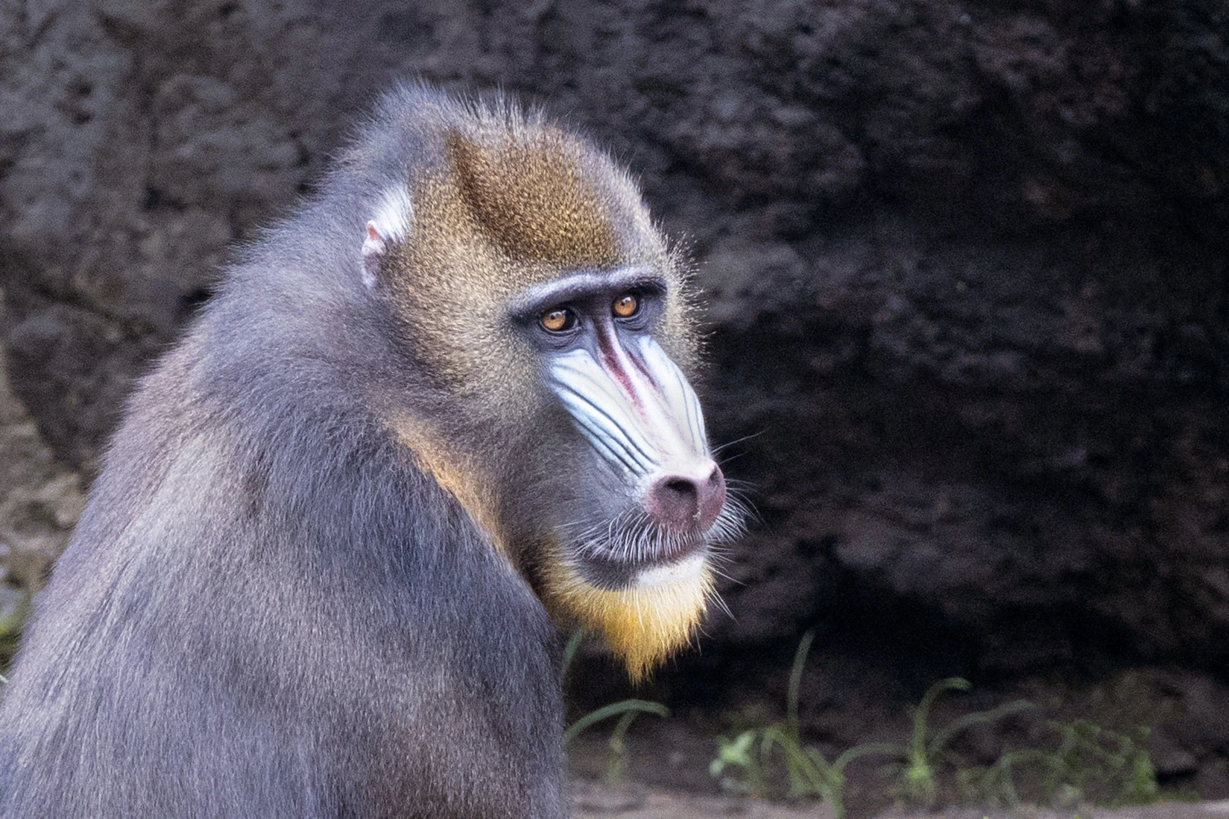 A mandrill monkey sitting outdoors, with a dark background and some grass in the foreground.
