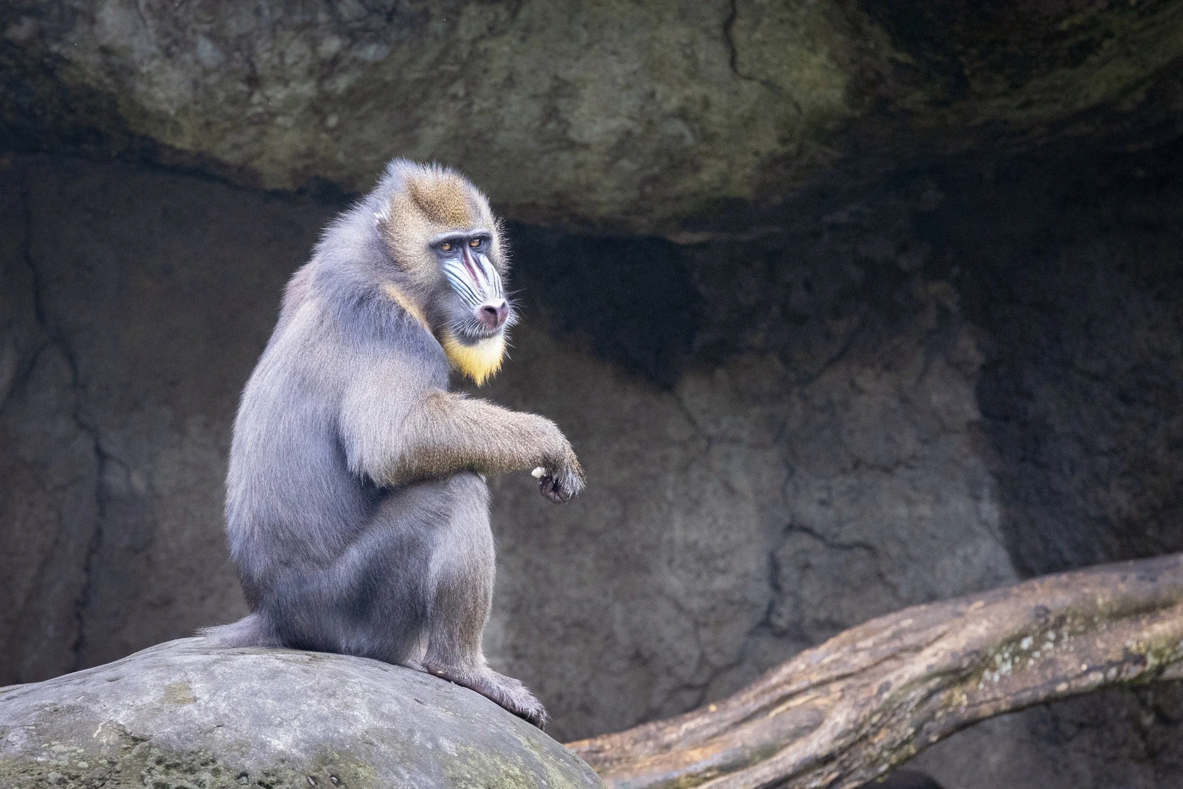 A mandrill monkey sitting on a large rock in a cave-like environment, with a rocky background and a fallen branch nearby.