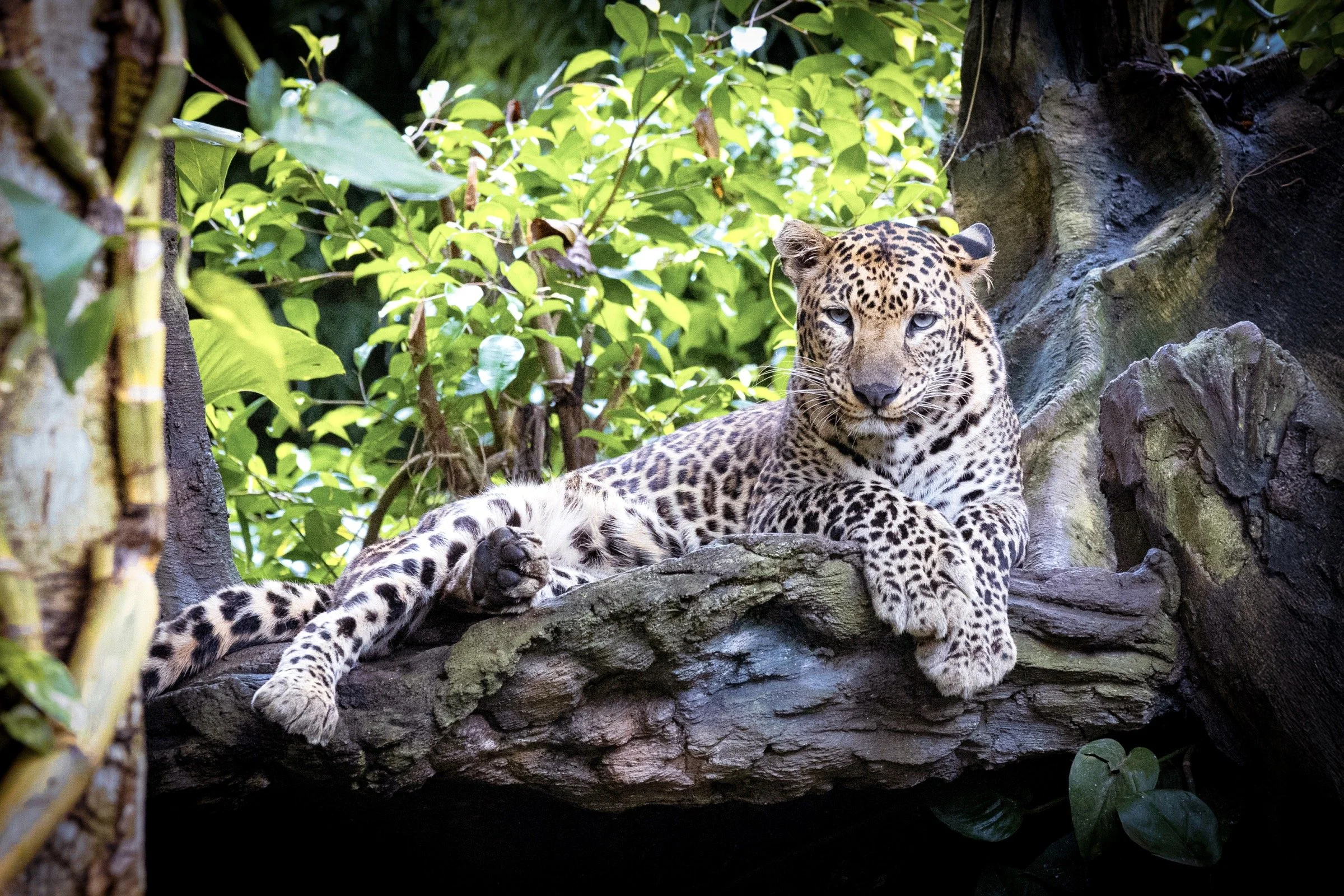 A jaguar resting on a tree branch with lush green leaves in the background.