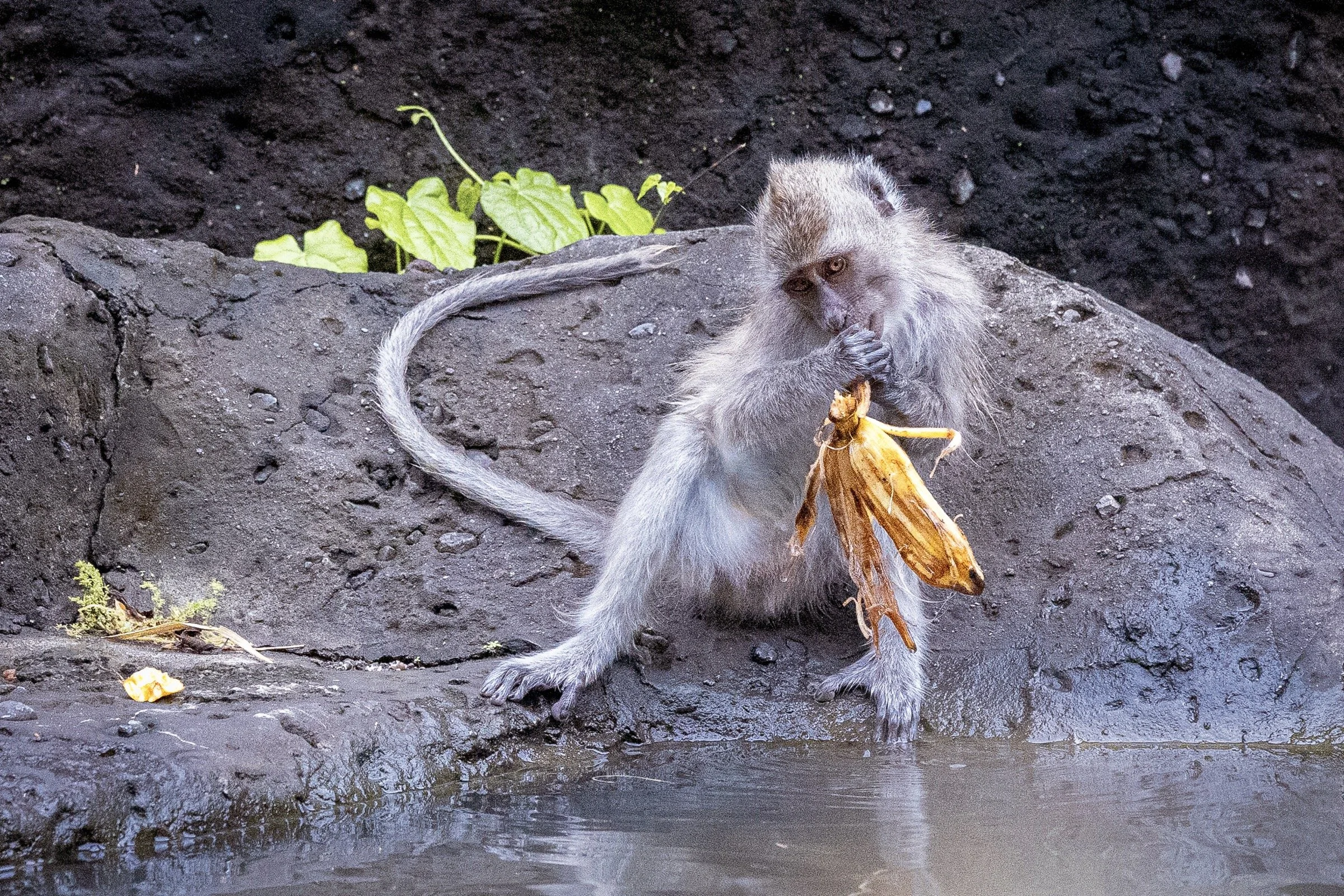A monkey holding and eating a large insect while standing near water on a rocky surface.