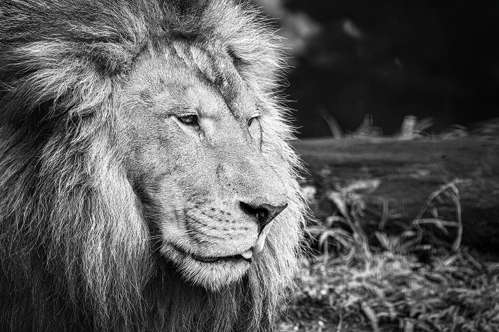 Majestic.jpg