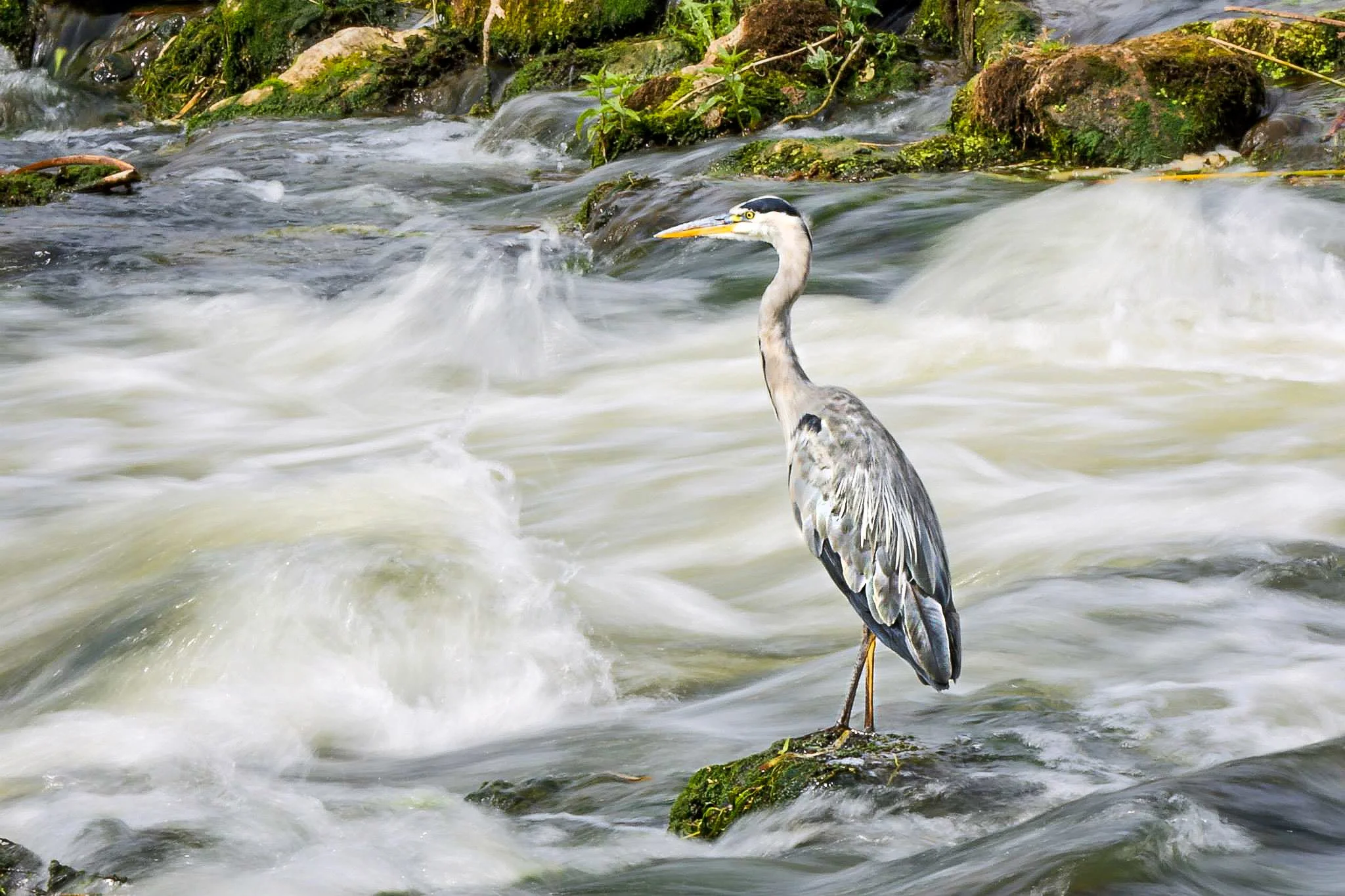 A heron standing on a moss-covered rock in a rushing river with water splashing around and green moss on rocks in the background.
