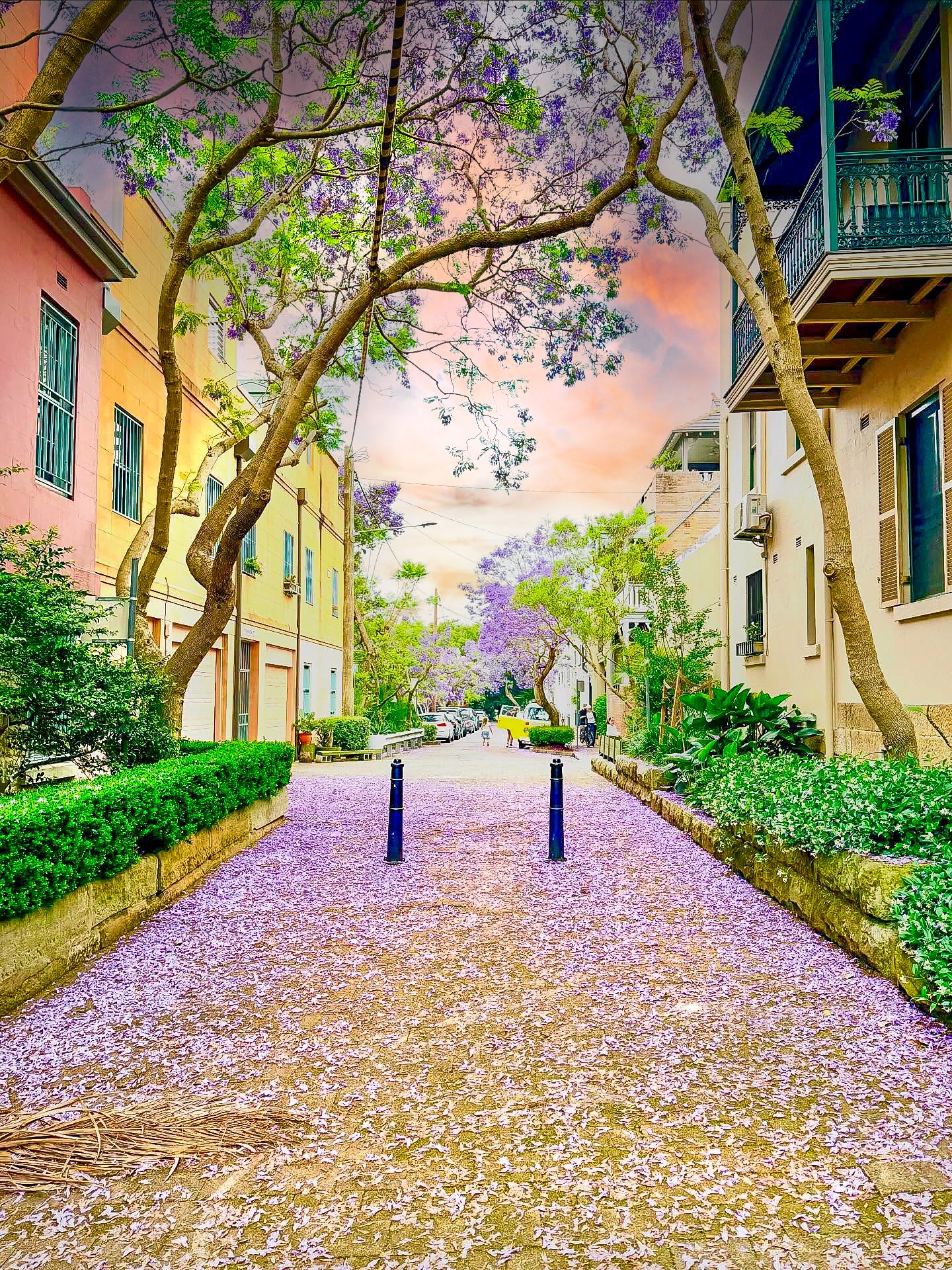 A colorful residential street with purple flowering trees, pink, yellow, and beige buildings, and a pathway covered with fallen purple flowers. Green bushes line the sidewalk, and there are parked cars and pedestrians in the background.
