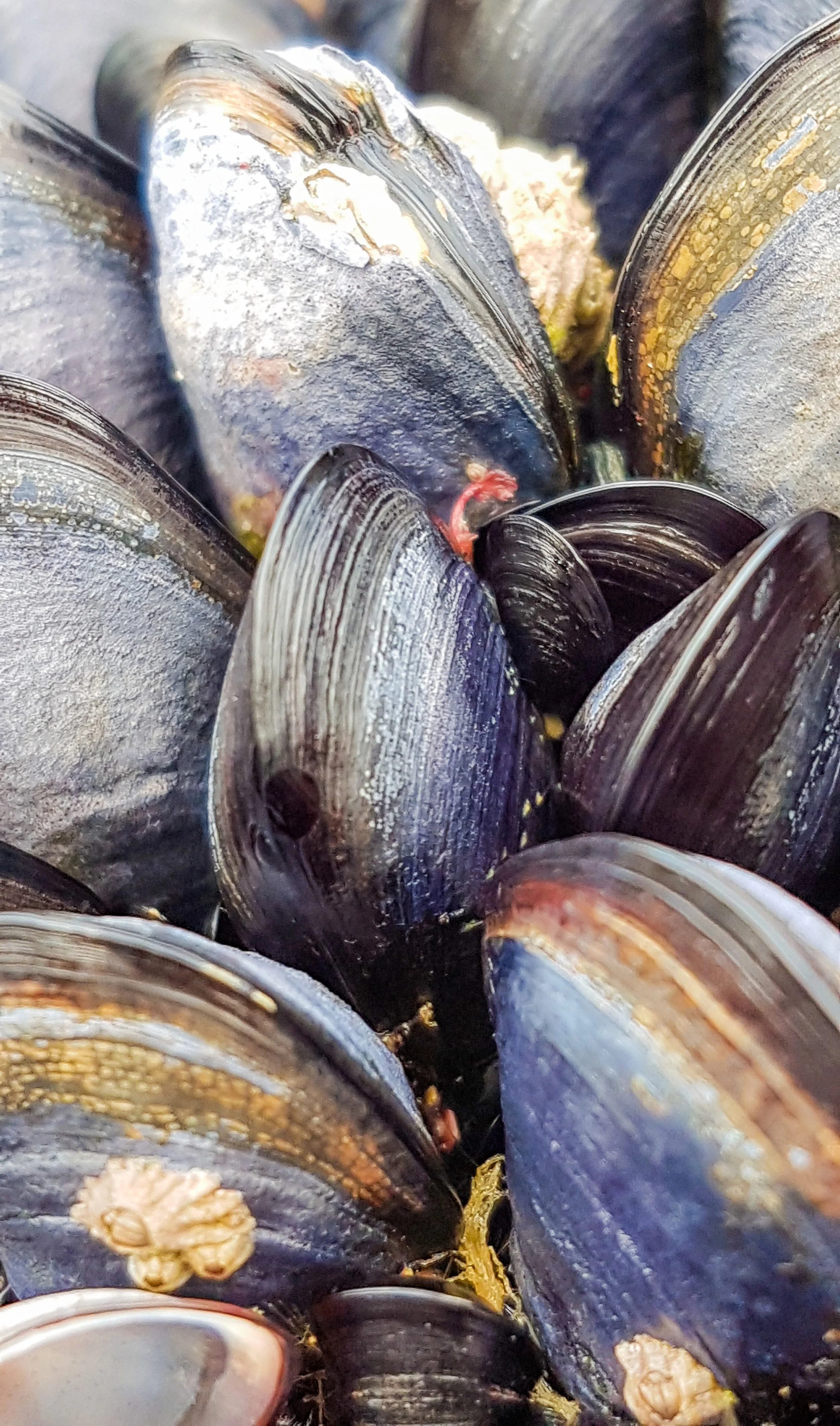 Close-up of cooked mussels with some yellow and red details.