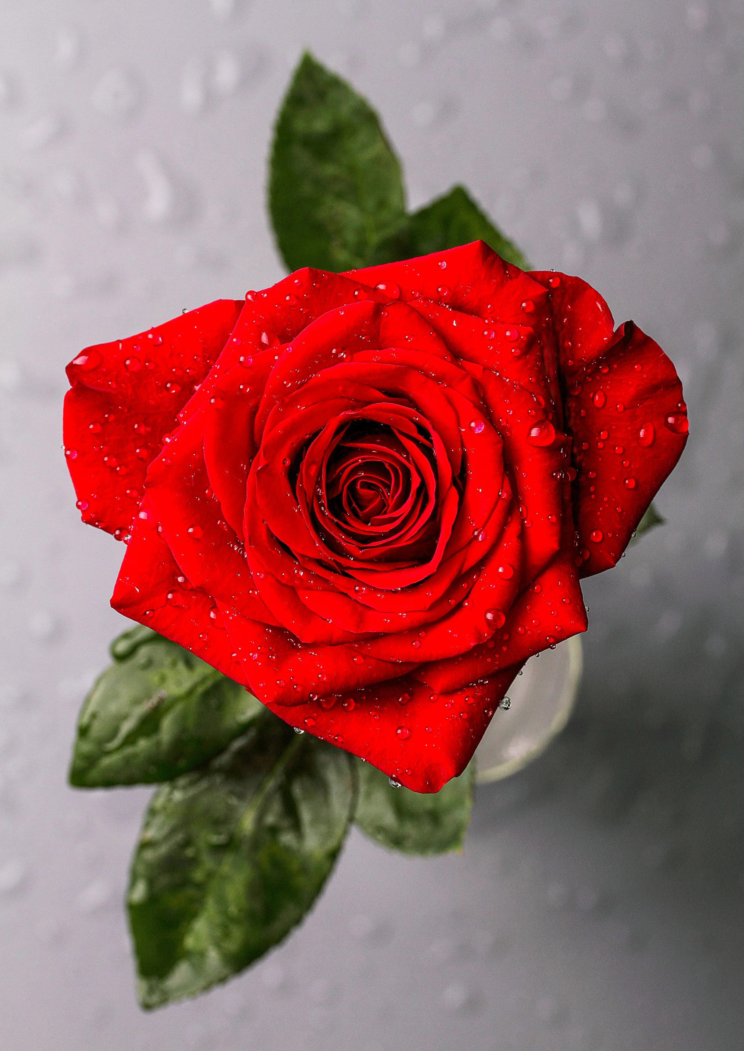 Close-up of a red rose with water droplets on its petals and green leaves, against a grey background.