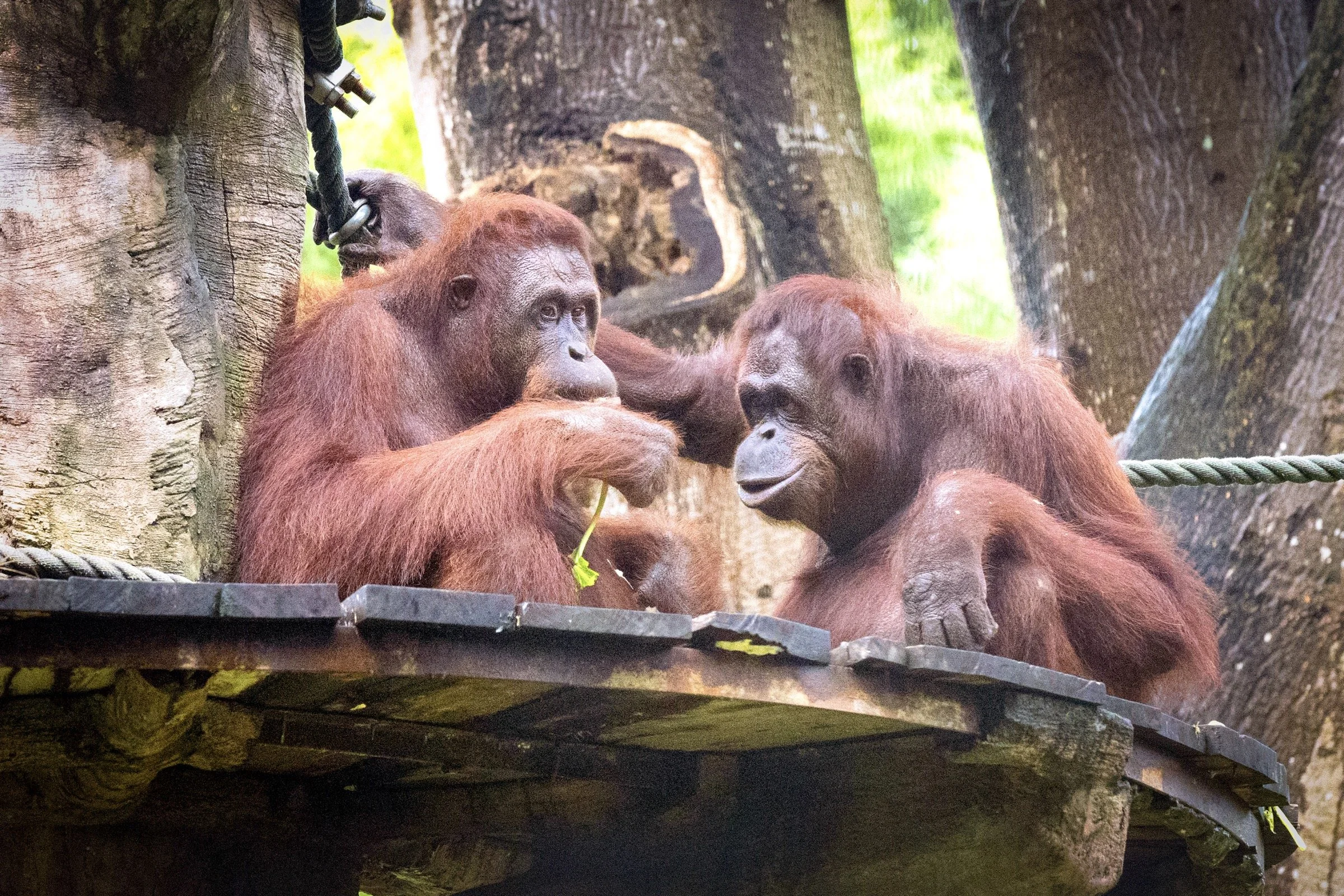 Two young orangutans sitting on a platform in a forest, one is holding a leaf, the other is touching its face, with trees in the background.