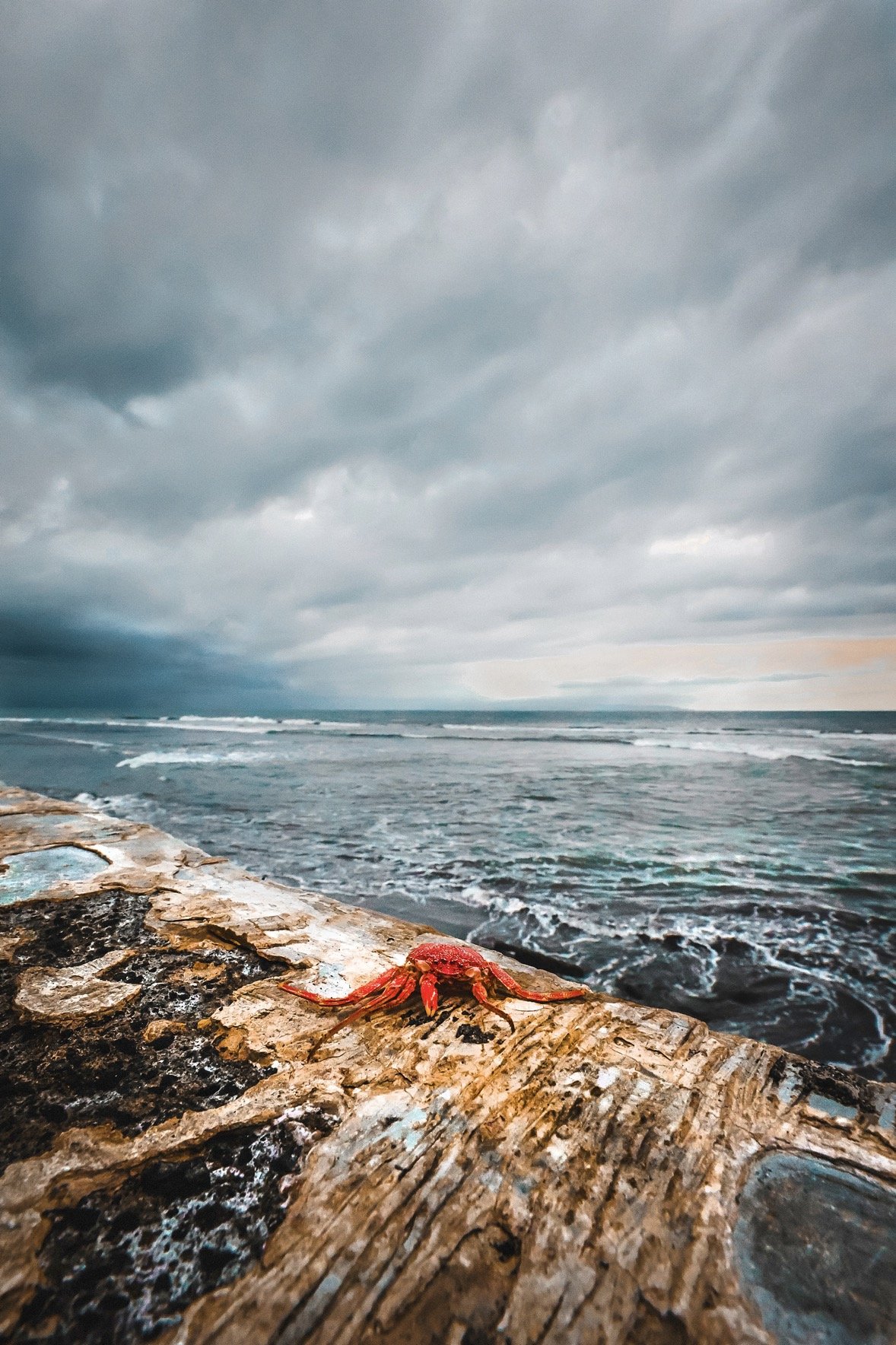 A small red crab on a weathered wooden surface near the ocean under a cloudy sky.