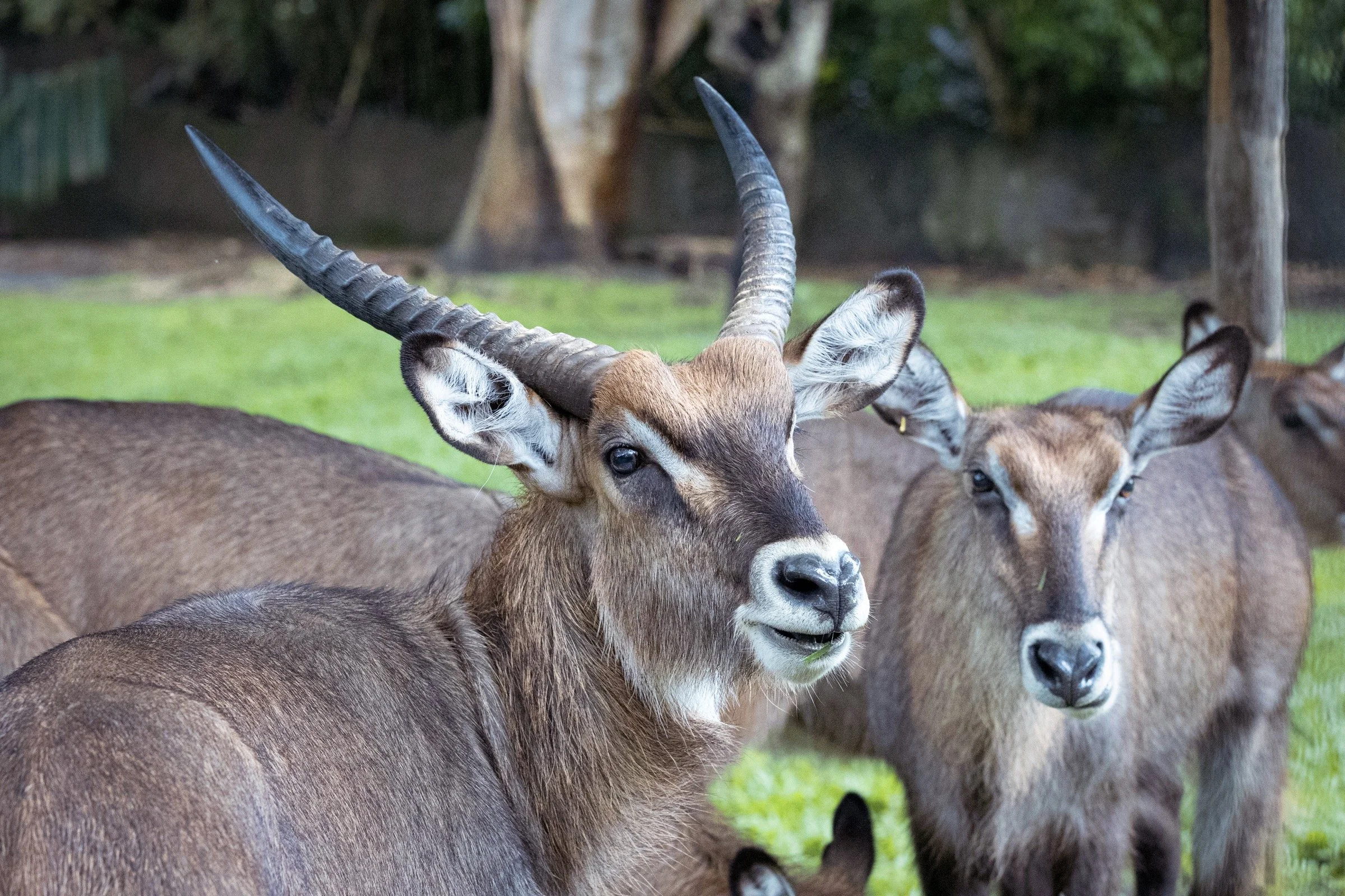 A group of antelopes, with one having long, curved horns, standing on green grass with trees in the background.