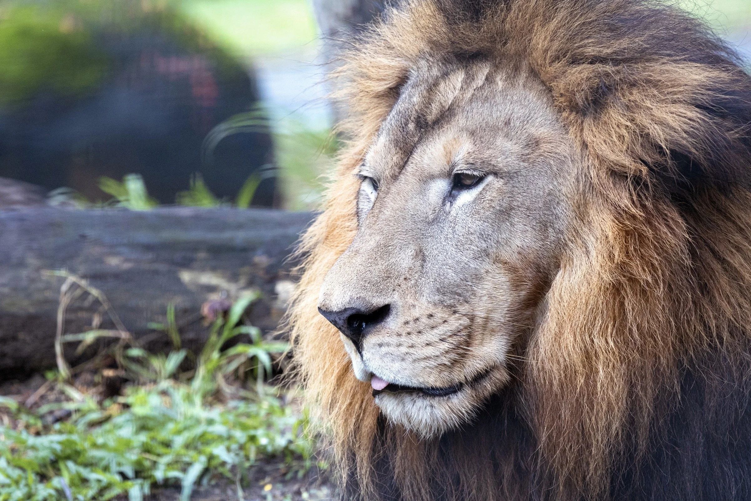 Close-up of a lion resting on the ground outdoors, with a focus on its face and mane.