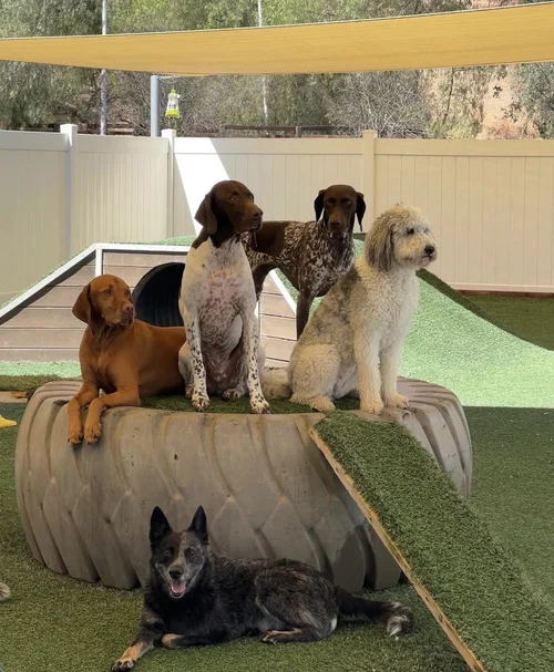 Doggy Day Club | Join the Fun Today — Golden Retreat Ranch