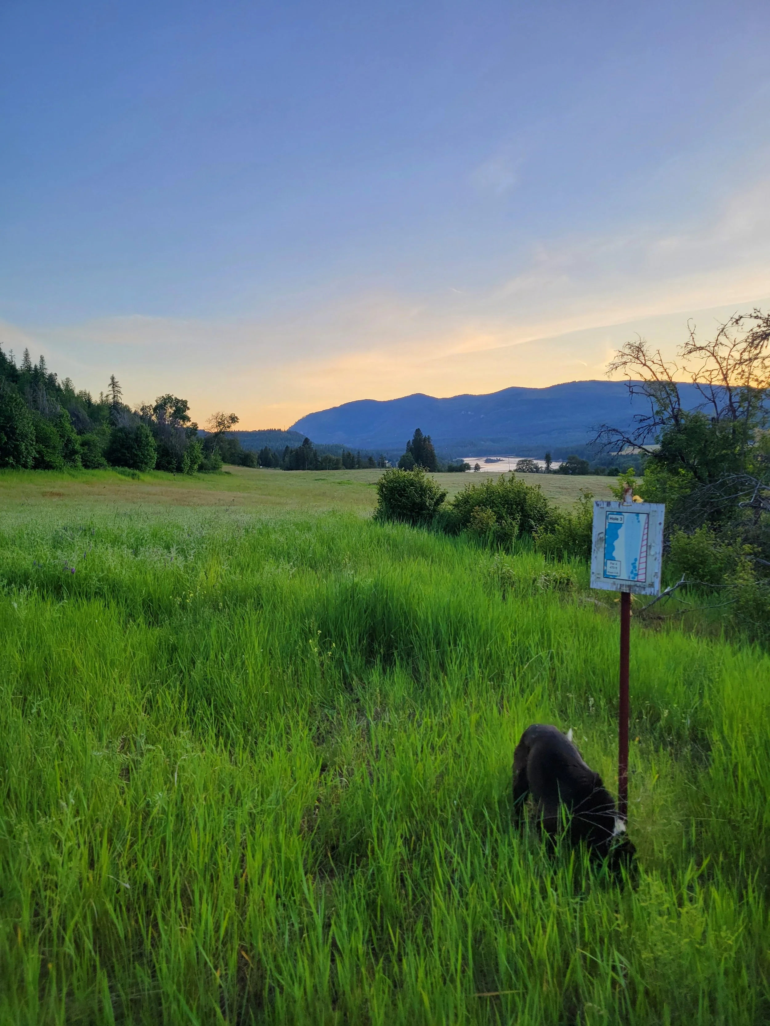 A lush green field with tall grass, surrounded by trees and mountains in the distance during sunset, with a dog sitting near a small sign.
