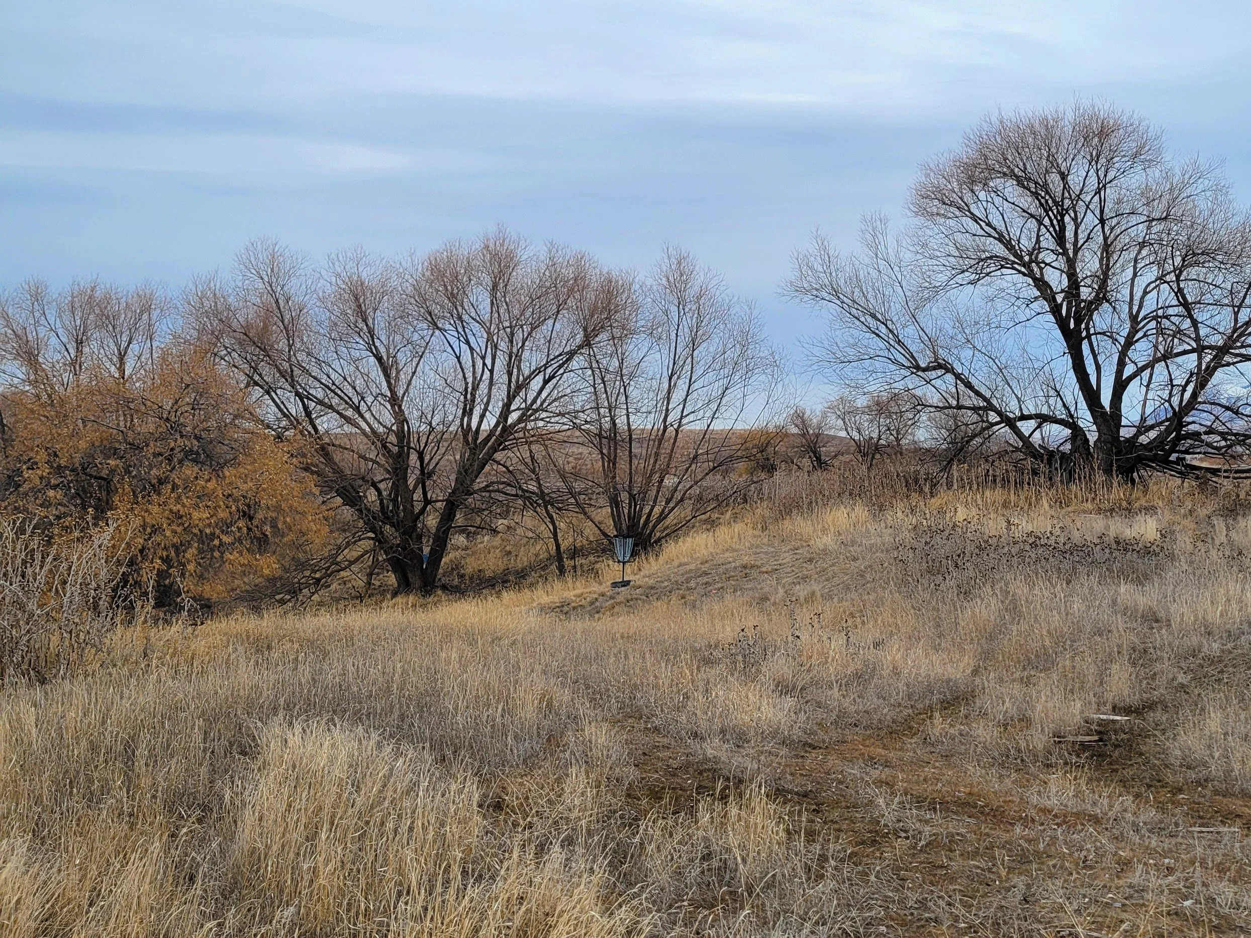 A grassy field with leafless trees under a partly cloudy sky.