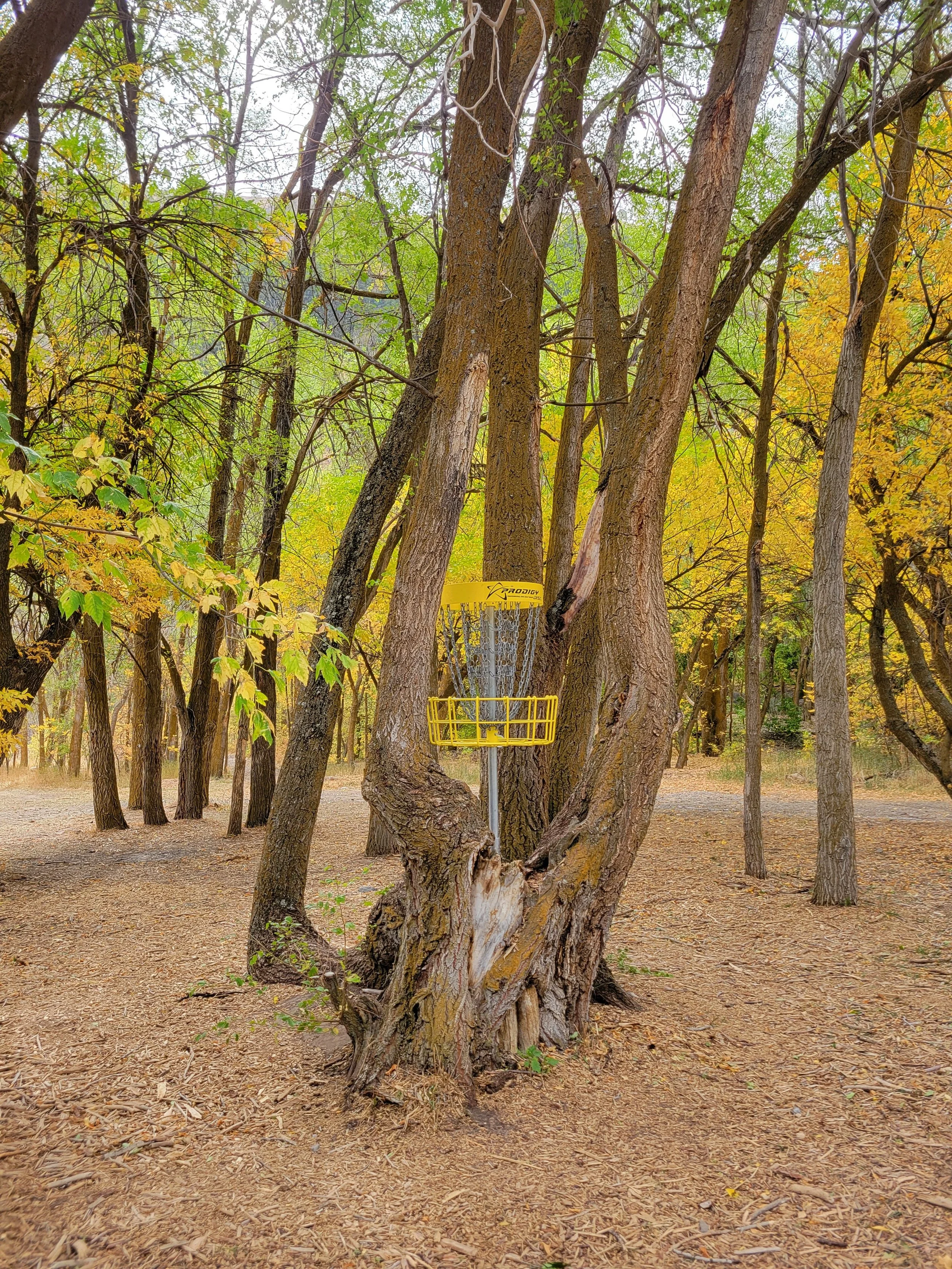 A disc golf basket hanging from a tree in a forest with yellow and green leaves.