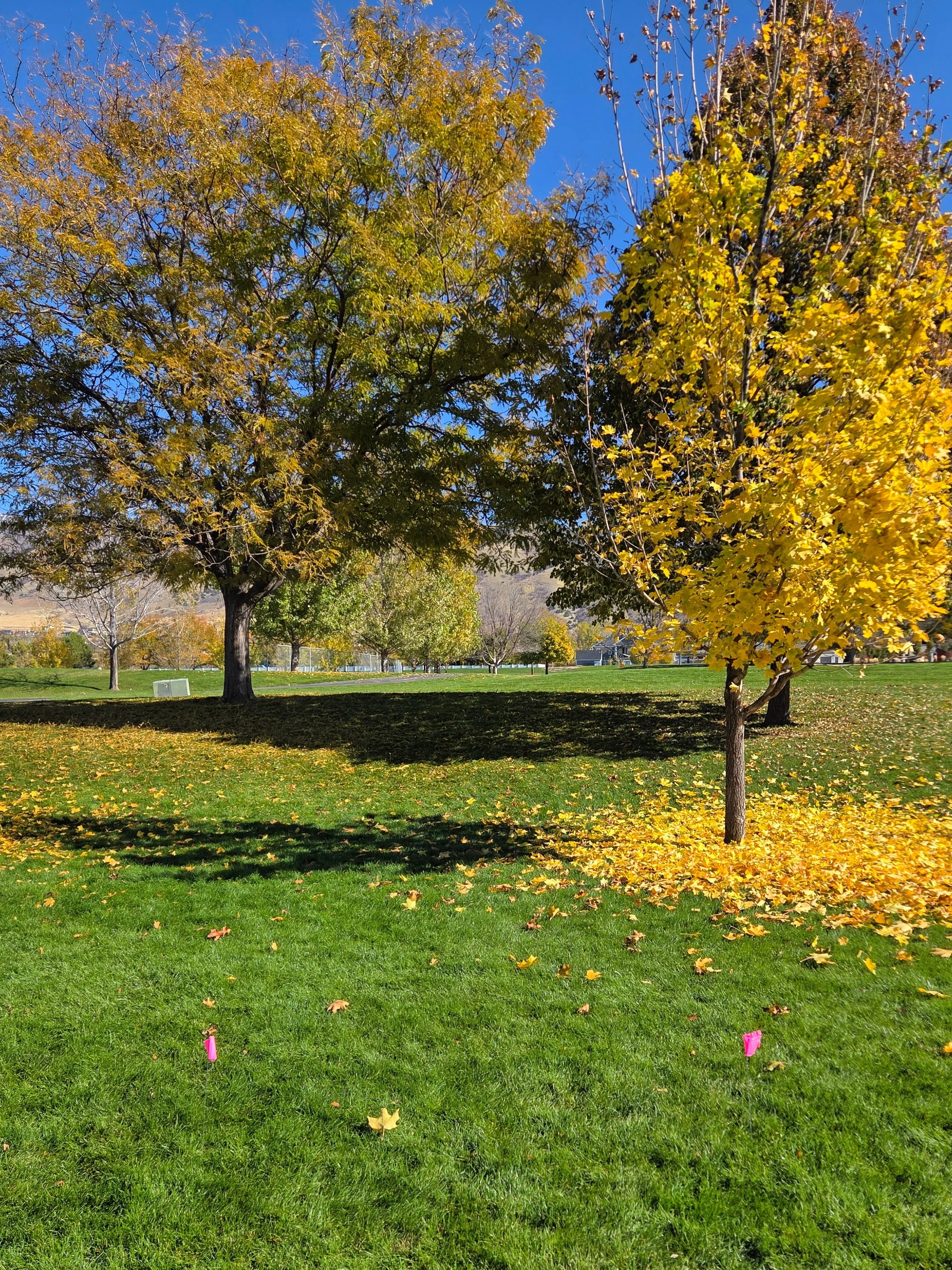 A park with green grass, several trees whose leaves are turning yellow and orange, and fallen leaves scattered on the ground. The sky is clear and blue, and there are small pink flags in the foreground.