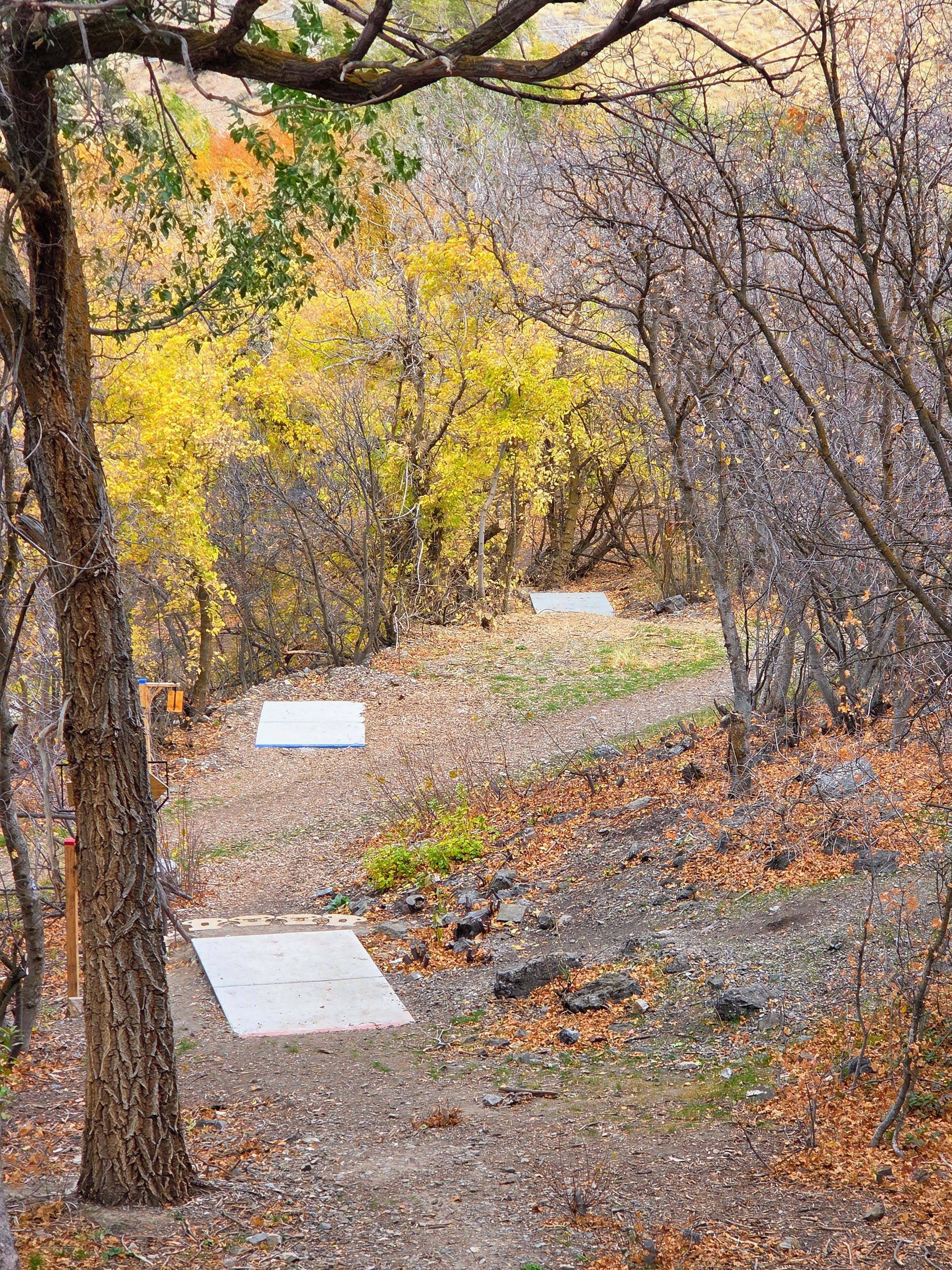 A wooded trail with stepping stones and fallen autumn leaves. Trees with orange, yellow, and brown foliage line the path, which curves out of sight. Some trees are bare, indicating late autumn or early winter.
