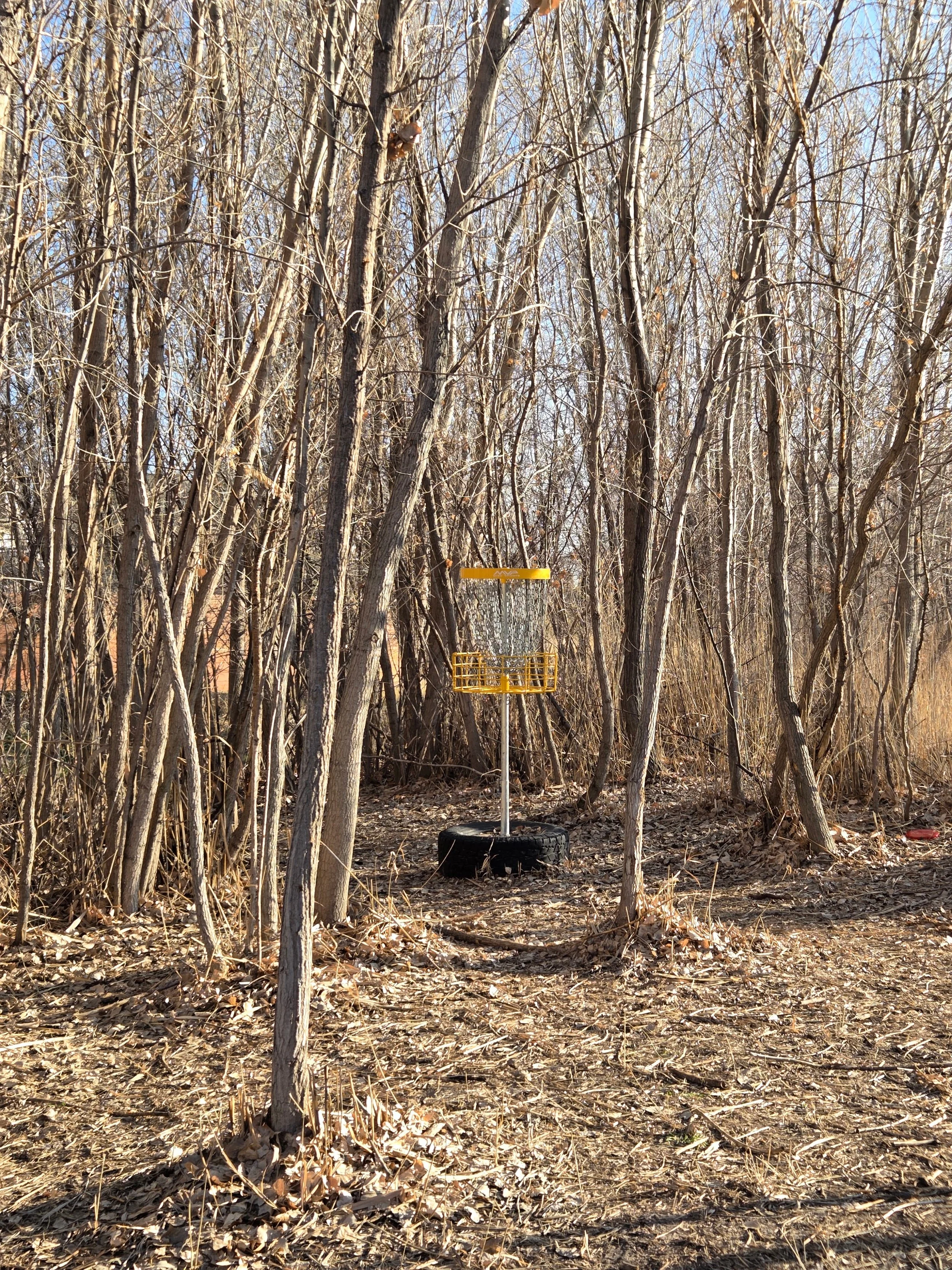 A disc golf basket stands amidst leafless trees in a wooded area with dry leaves on the ground, under a clear blue sky.