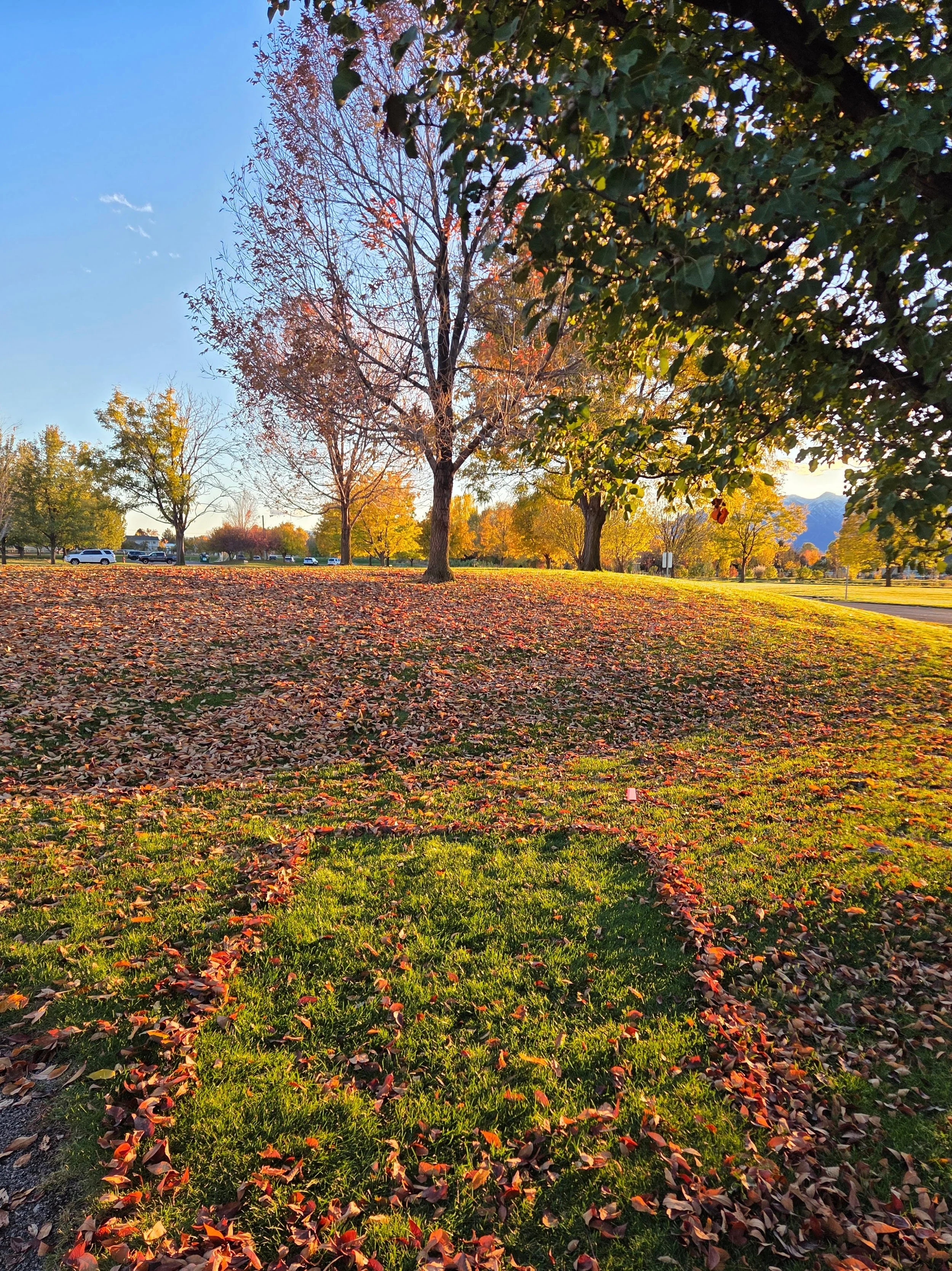 A park with trees showing autumn foliage, fallen leaves on the grass, and cars parked along a road as the sun sets.