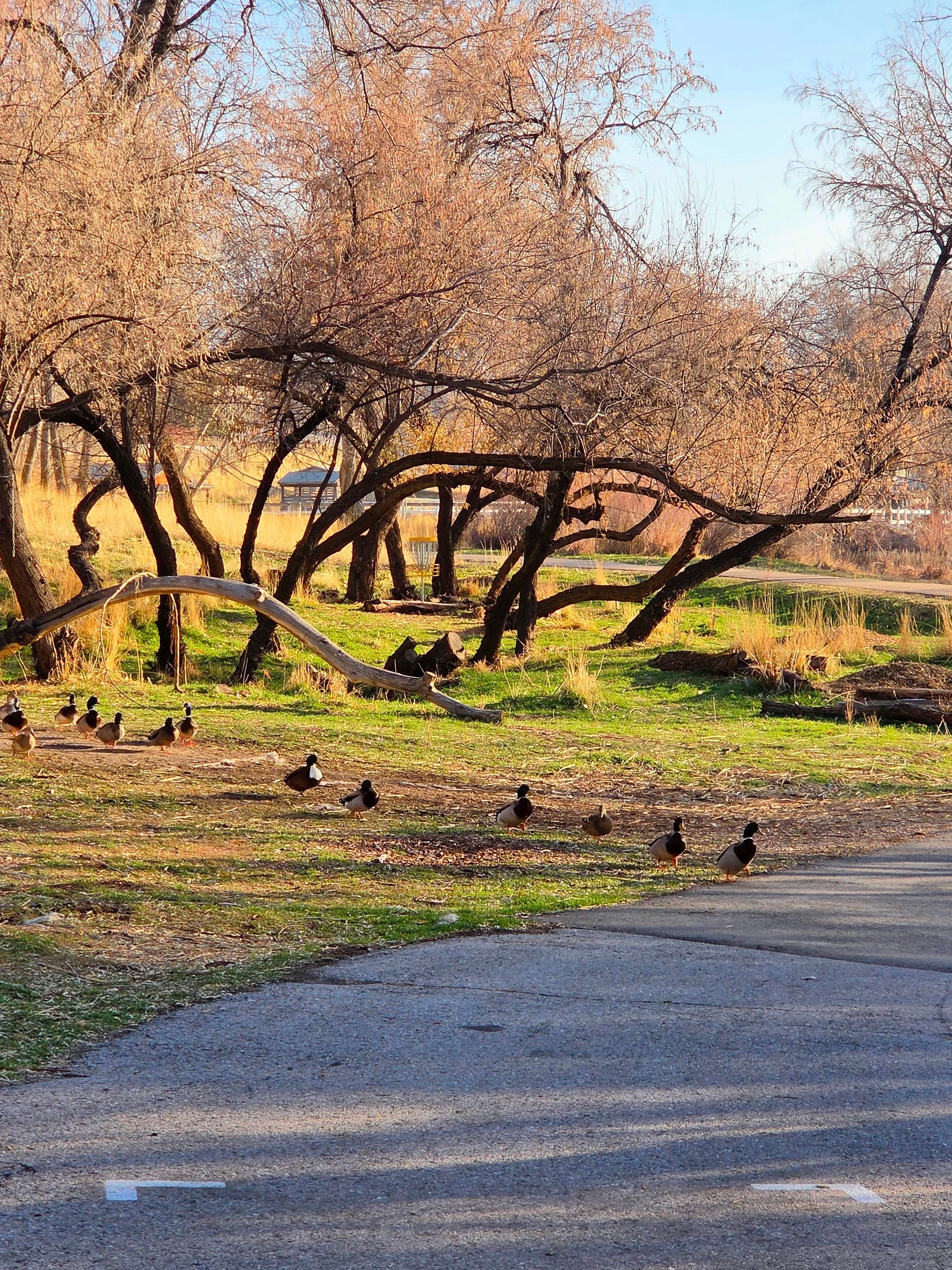 A park scene with leafless trees, ducks walking on the grass, and a trail in the foreground during late afternoon or early evening.