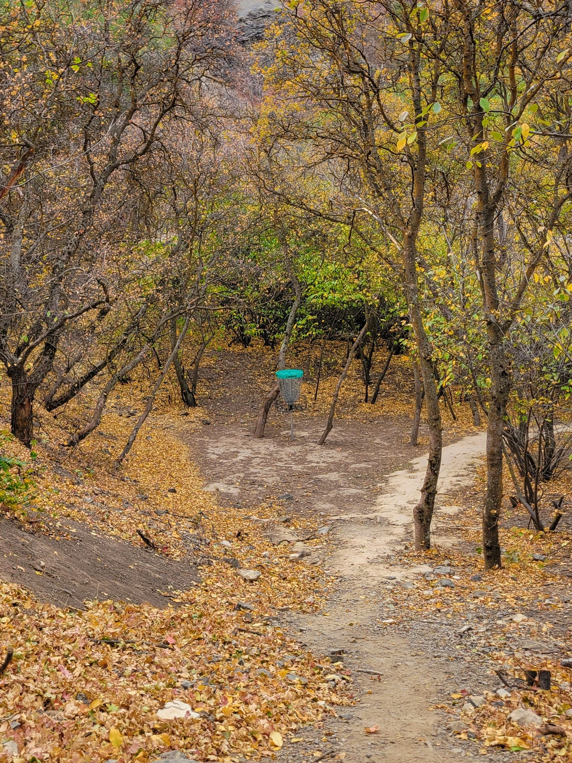 A dirt trail through a forest with trees losing their leaves for autumn. Fall foliage in shades of yellow, orange, and brown covers the ground. A bird feeder is placed on the trail center.