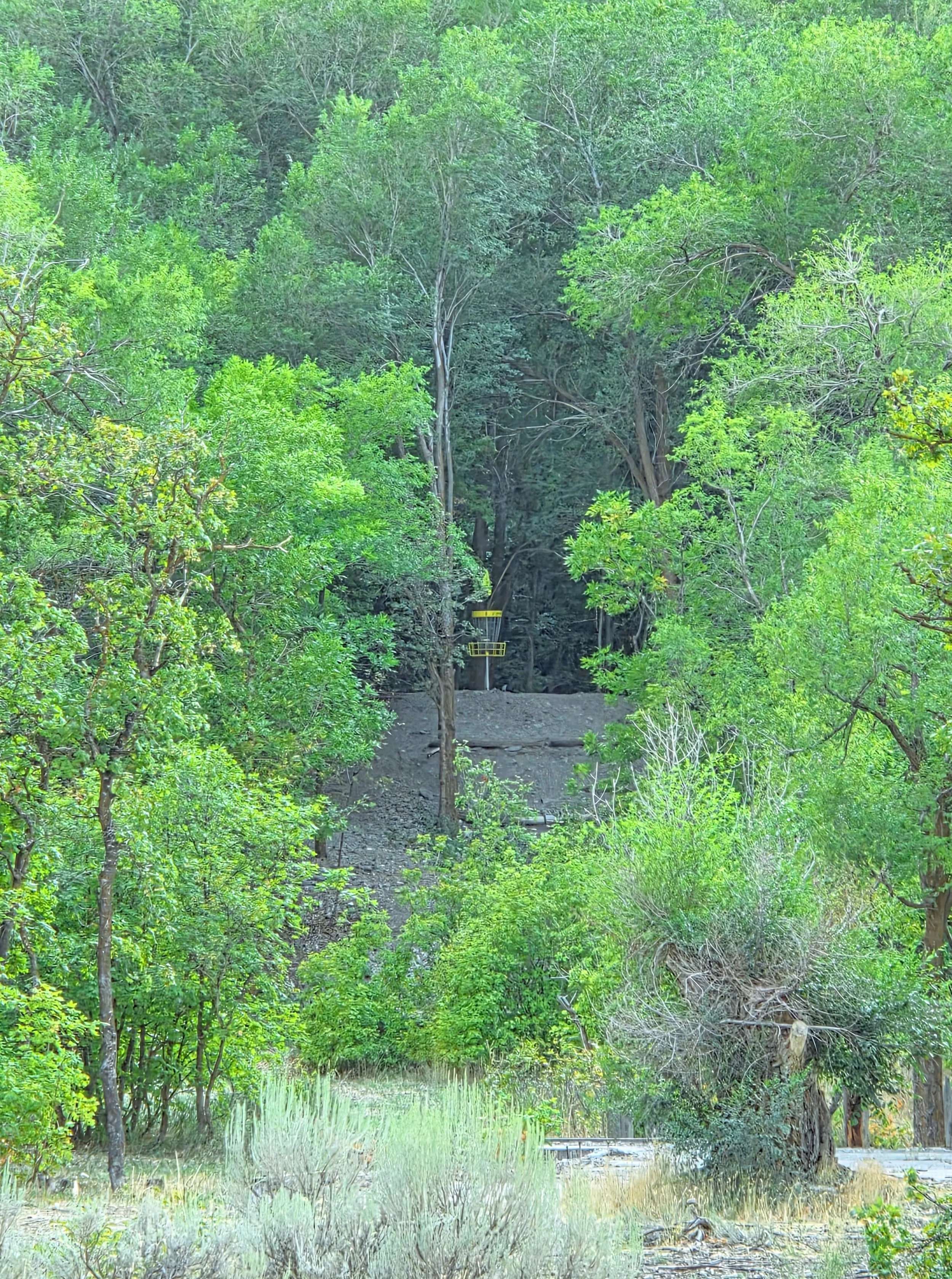 A lush green forest with various trees and dense foliage. There is a small body of water at the bottom with reeds and grass, and a yellow structure and some boats are visible in the background.