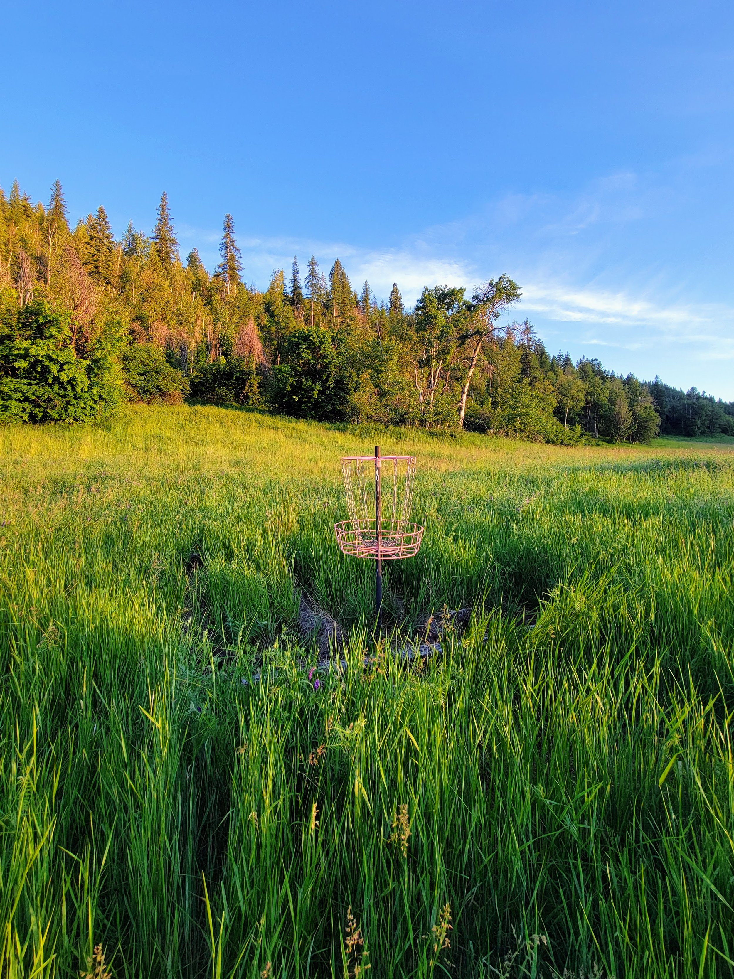 A disc golf basket in a grassy field with a background of trees and a blue sky.