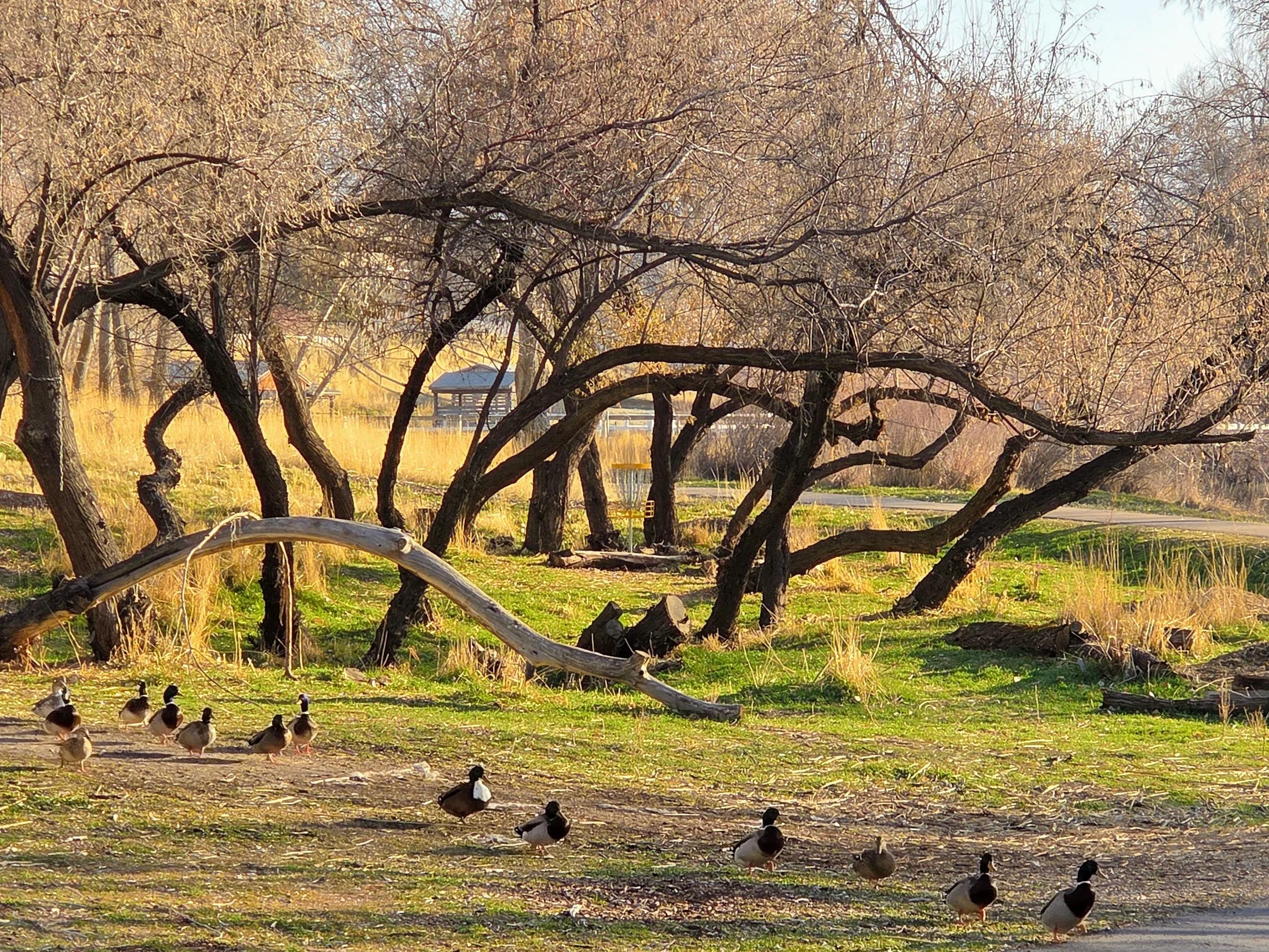 A park scene in autumn with leafless trees, ducks walking on the ground, and a small pavilion in the background, bathed in warm sunlight.