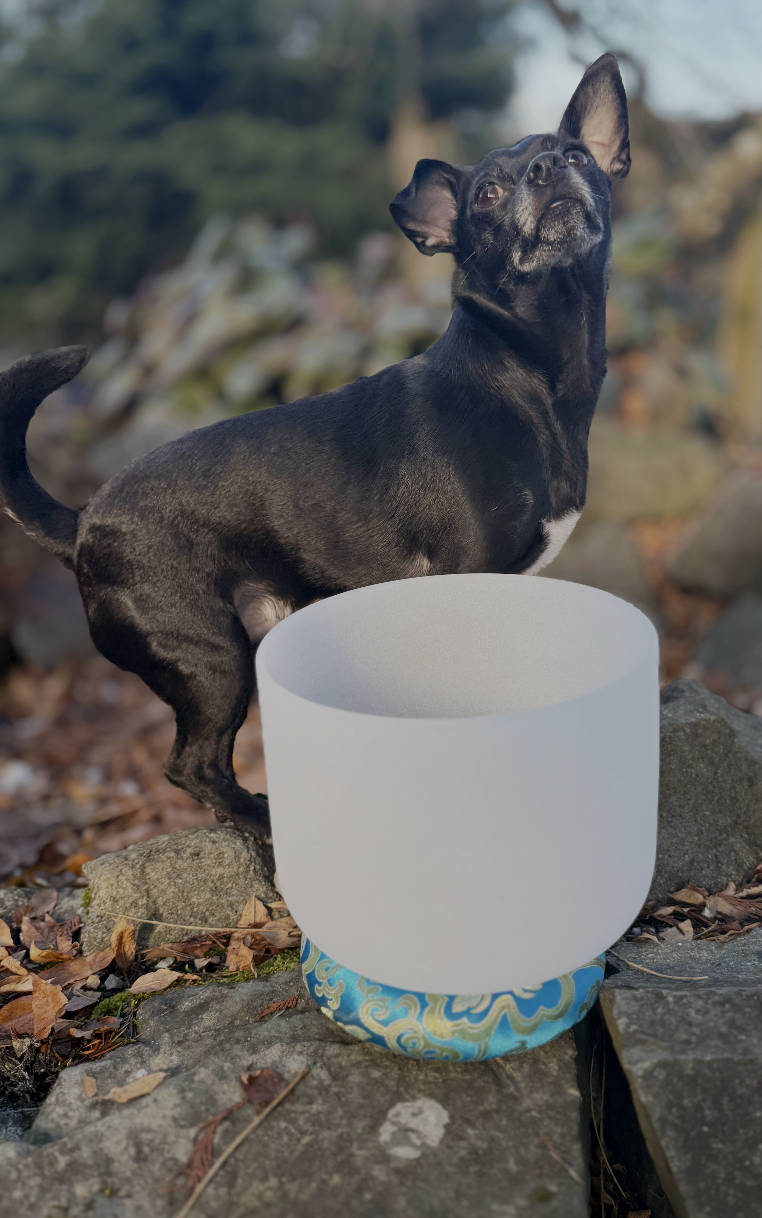 Pet Sound Bath 60 Minutes