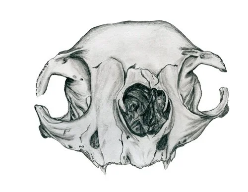 skull1.jpg
