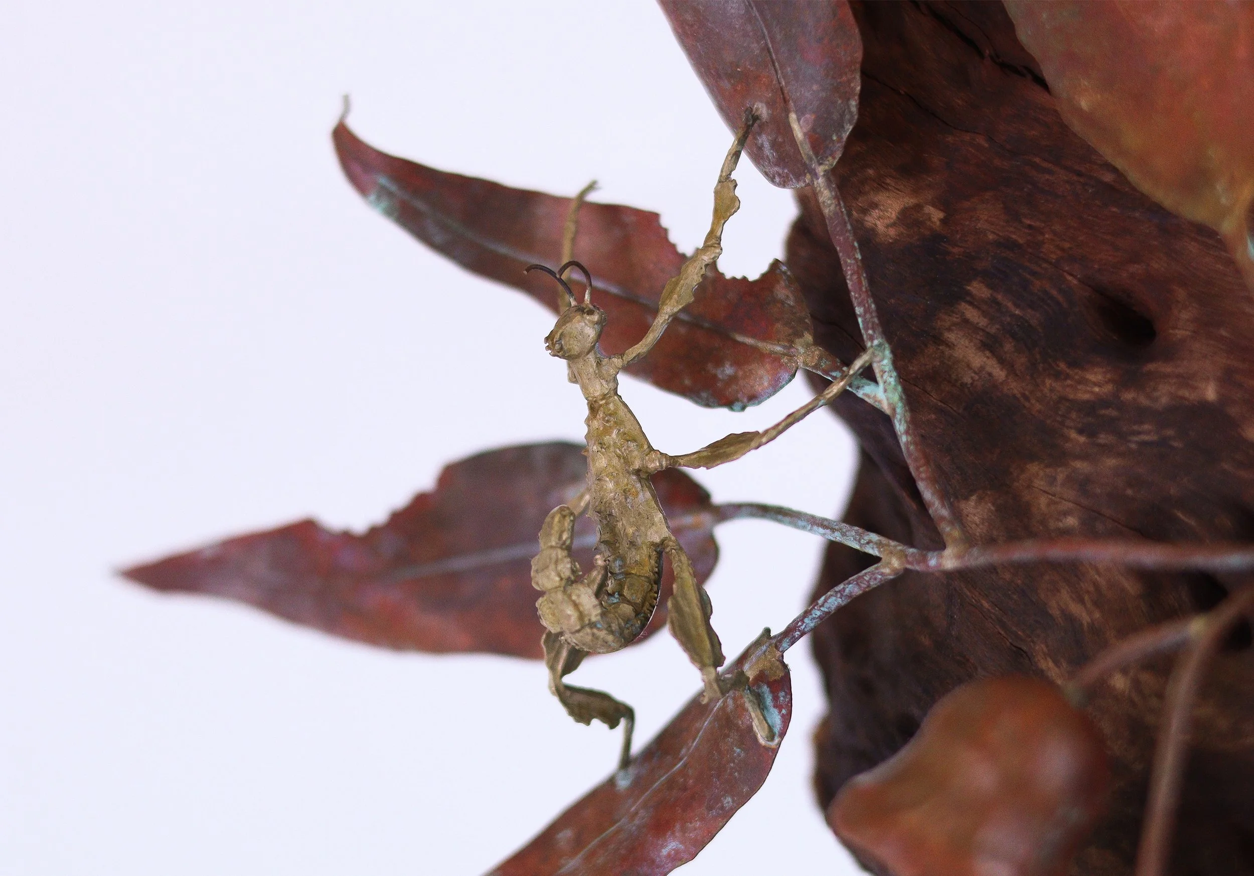 02#_JASPER GOLDNEY_PETUNIA_2025_PHOTO BY JASPER GOLDNEY.jpg